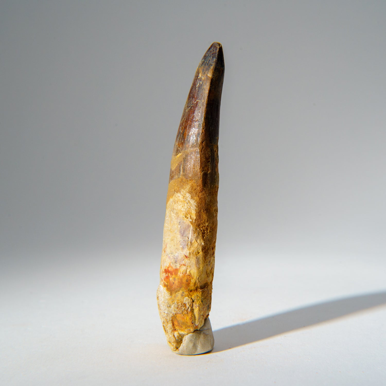 Genuine Mosasaurus Tooth in Display Case (51.9 grams)