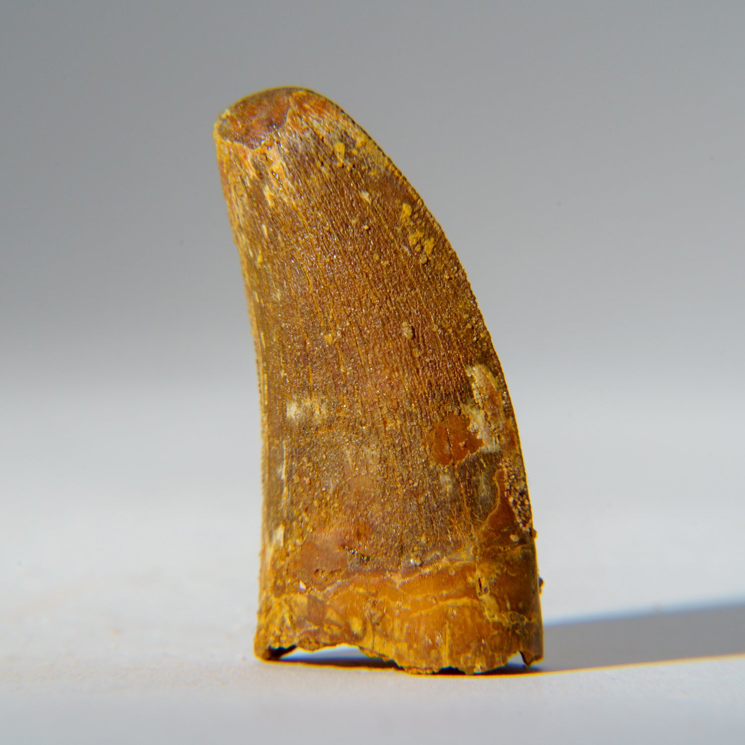 Genuine Carcharodontosaurus Tooth in Display Box (18.4 grams)