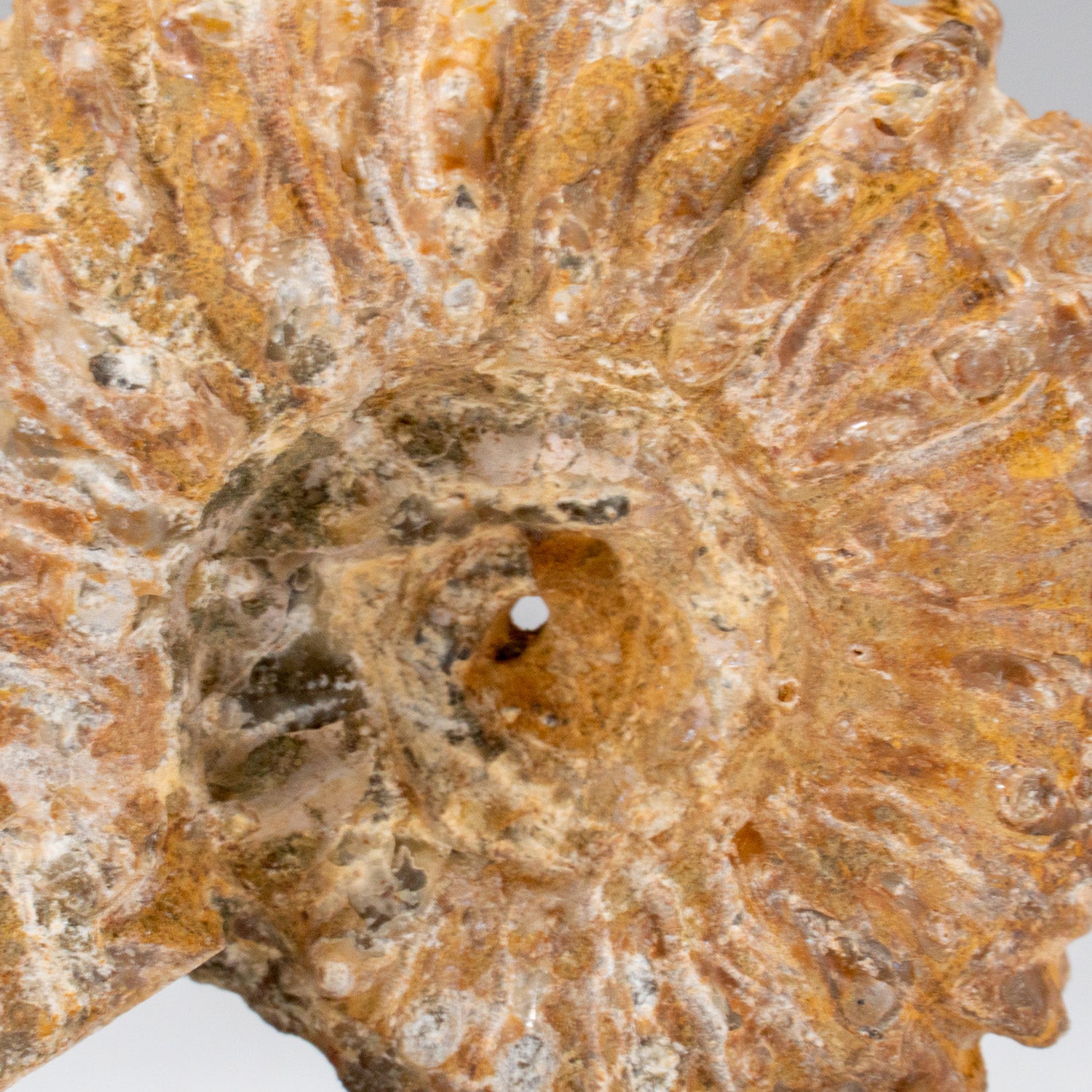Natural Ammonite Fossil from Madagascar (116 grams)