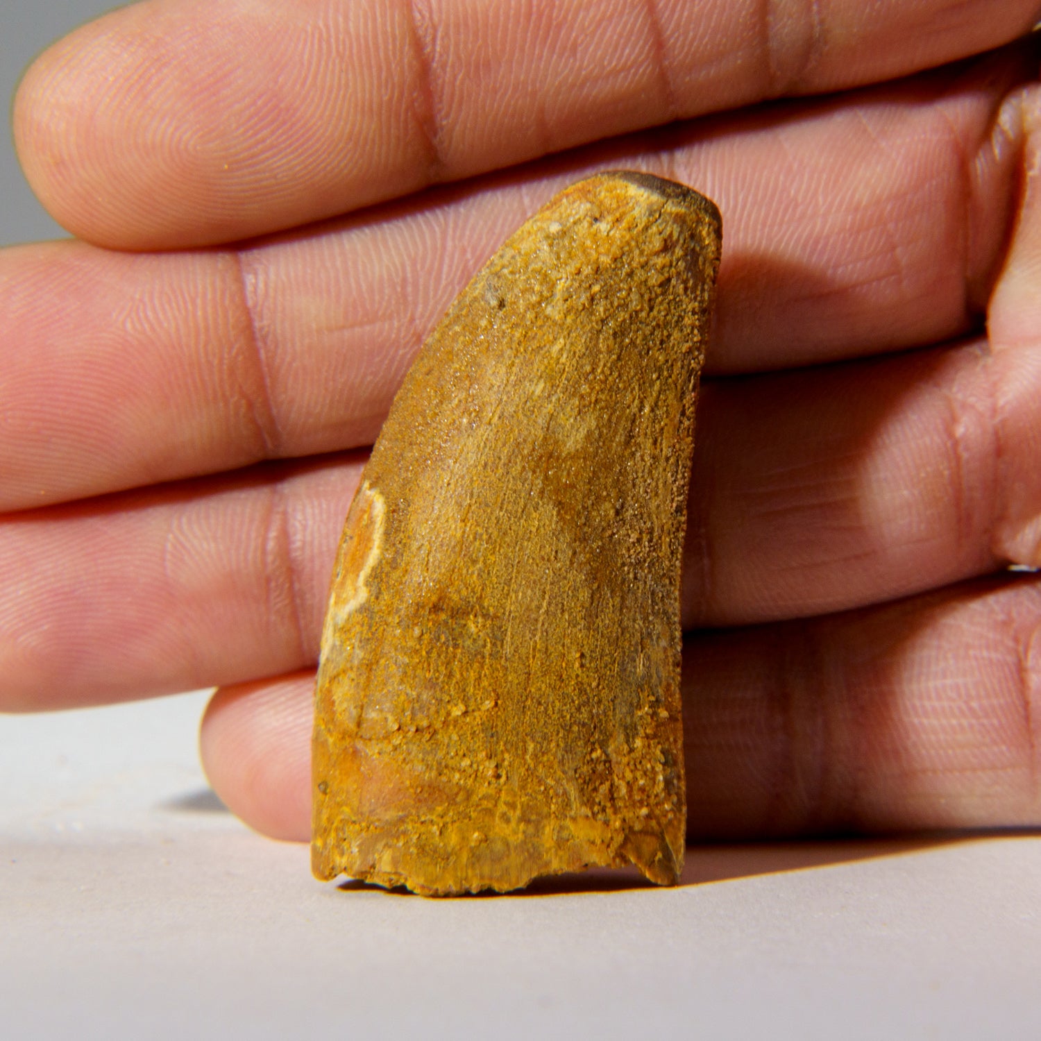 Genuine Carcharodontosaurus Tooth in Display Box (18.4 grams)
