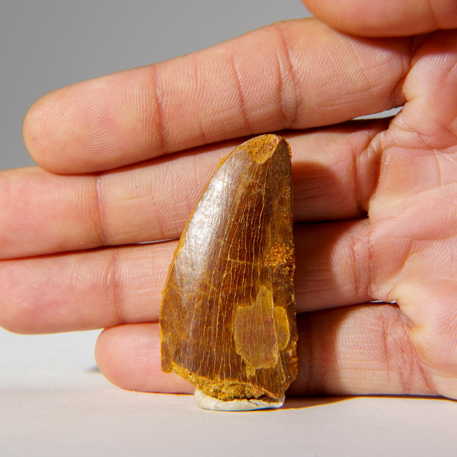 Genuine Carcharodontosaurus Tooth in Display Box (15.4 grams)