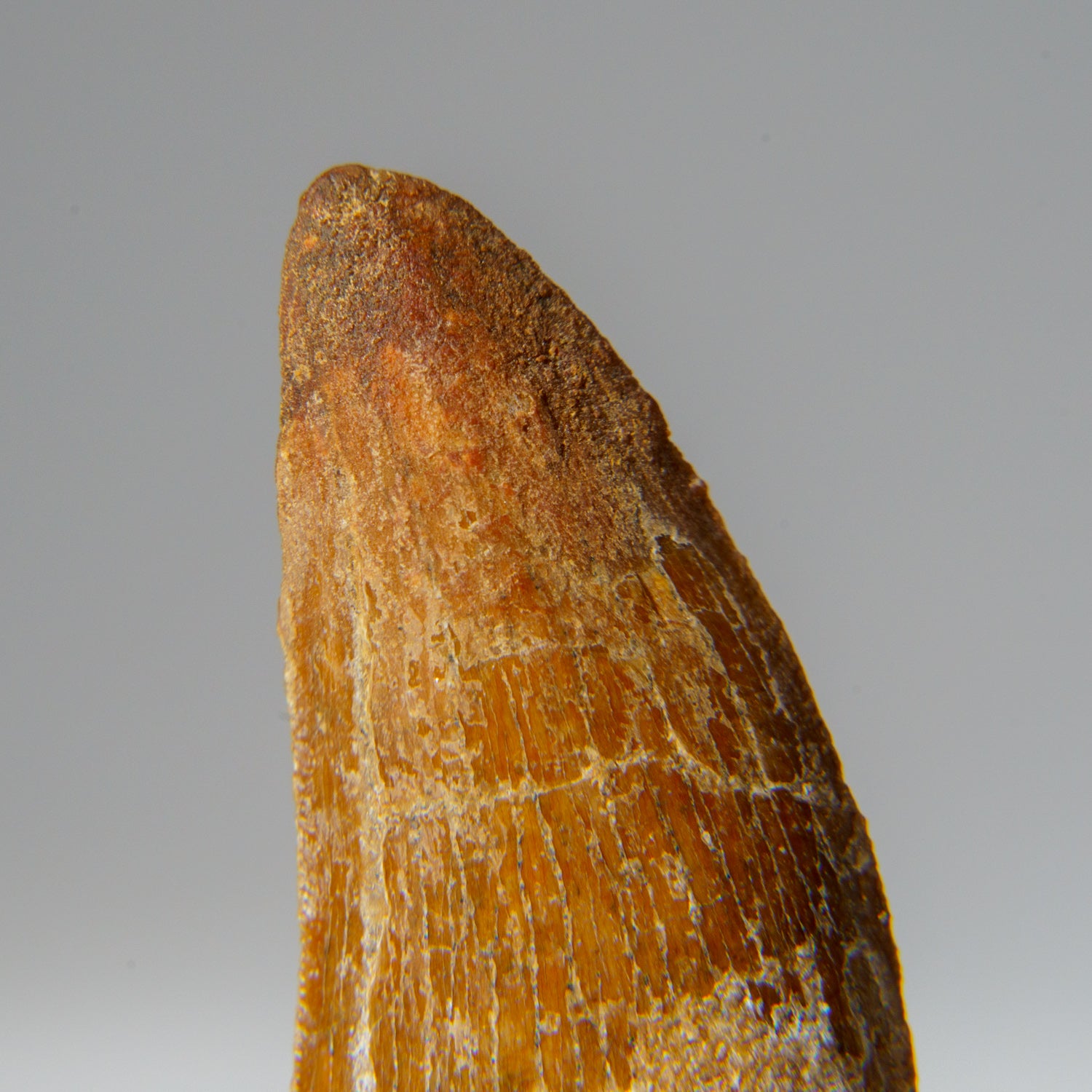 Genuine Carcharodontosaurus Tooth in Display Box (16.1 grams)