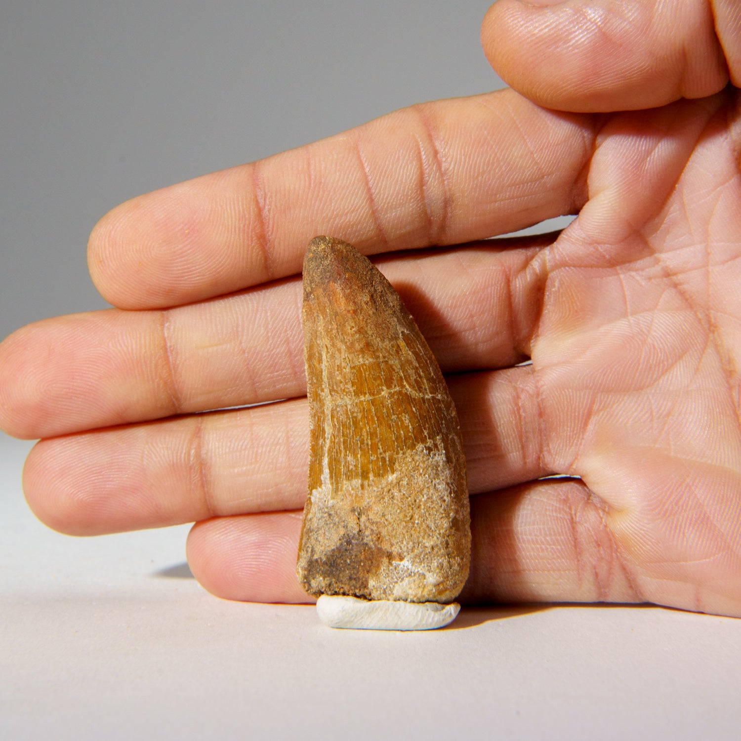 Genuine Carcharodontosaurus Tooth in Display Box (16.1 grams)