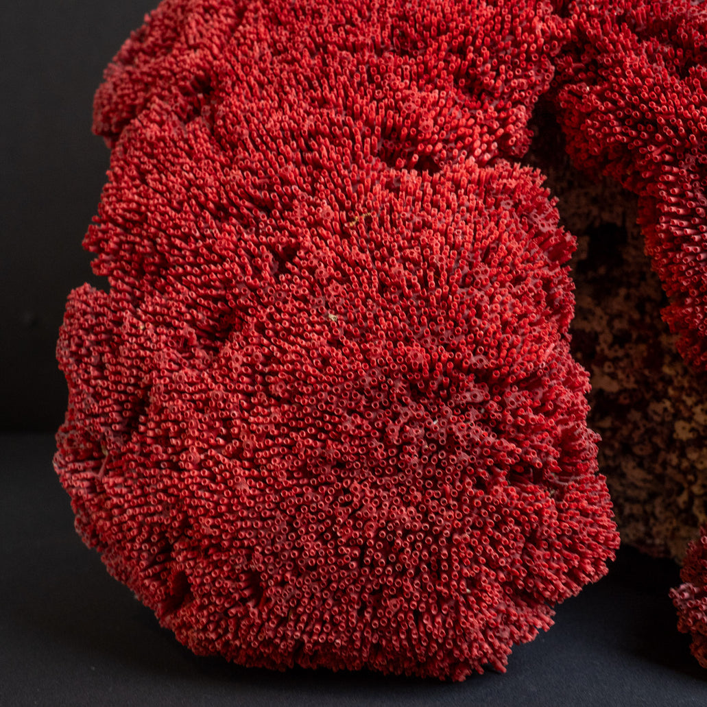 Large Red Pipe: Ocean Display Piece for Sale Now | Buy Direct