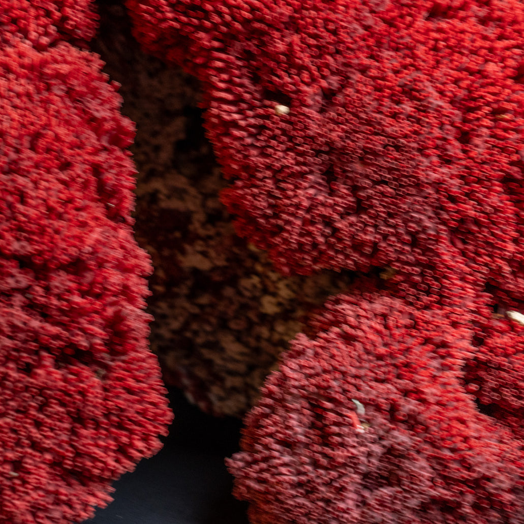 Genuine Red Pipe Organ Coral | 22 lbs | Astro Gallery — Astro