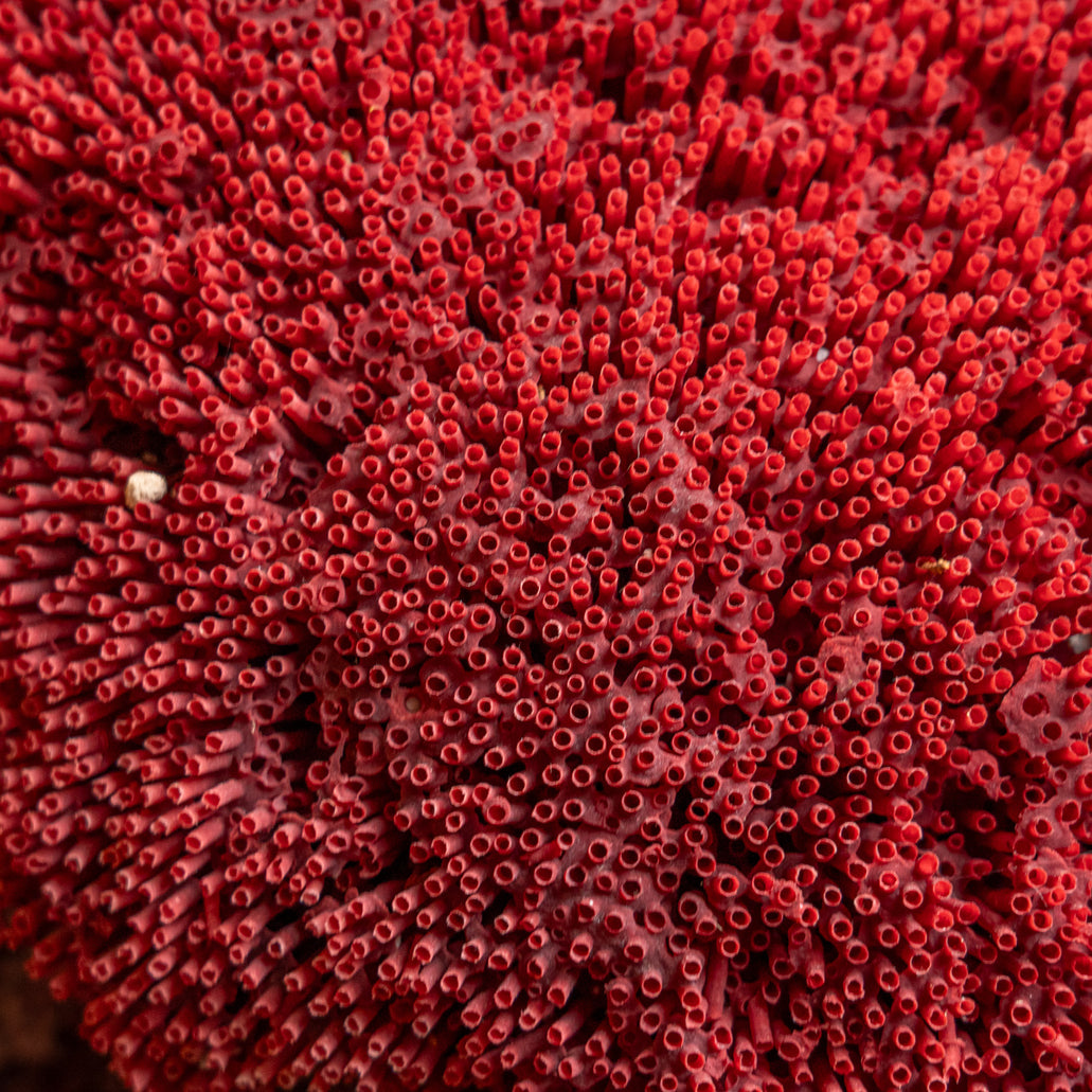 Large Red Pipe: Ocean Display Piece for Sale Now | Buy Direct