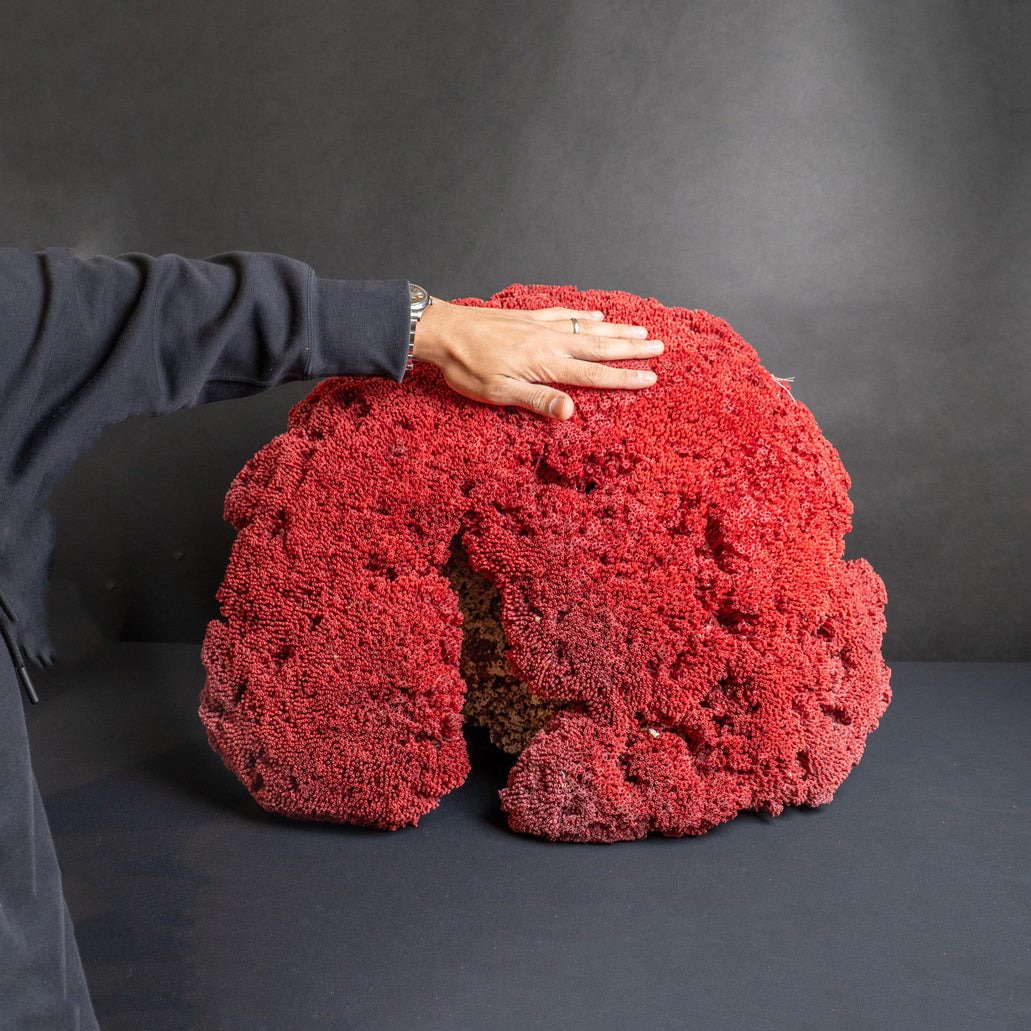 Genuine Red Pipe Organ Coral | 22 lbs | Astro Gallery — Astro
