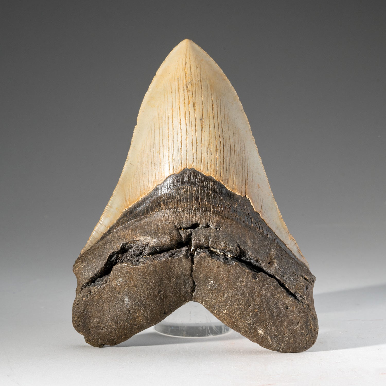 Large Genuine Megalodon Shark Tooth in Display Box (251 grams)