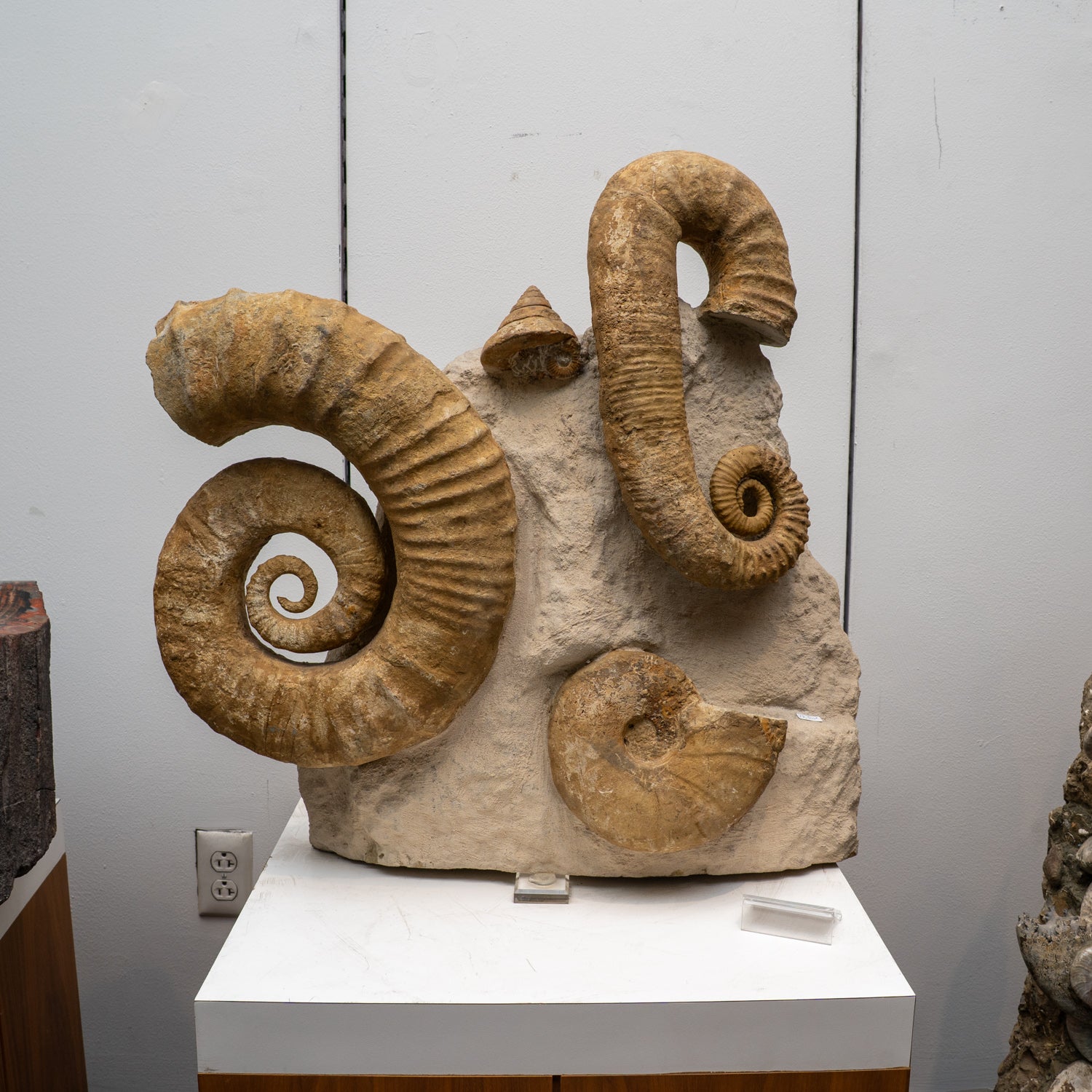 Genuine Large Natural Fossilized Heteromorph Ammonite