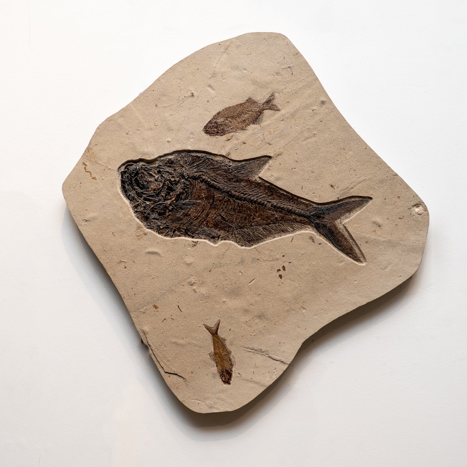 Giant Diplomytus and Cockerellites Fish Fossil Plate