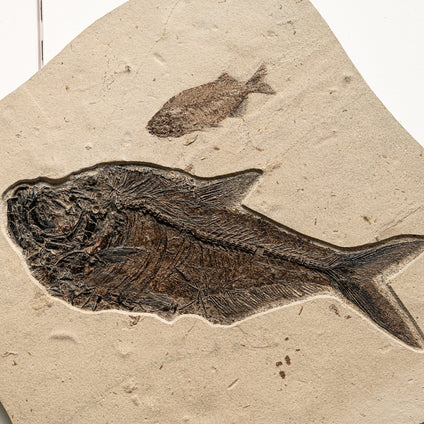 Order Direct Fossil Fish | Graded In House, Shipped Nationwide