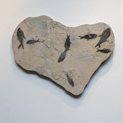 Order Direct Fossil Fish | Graded In House, Shipped Nationwide