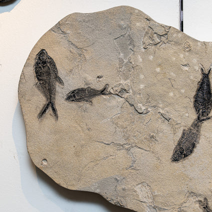 Order Direct Fossil Fish | Graded In House, Shipped Nationwide