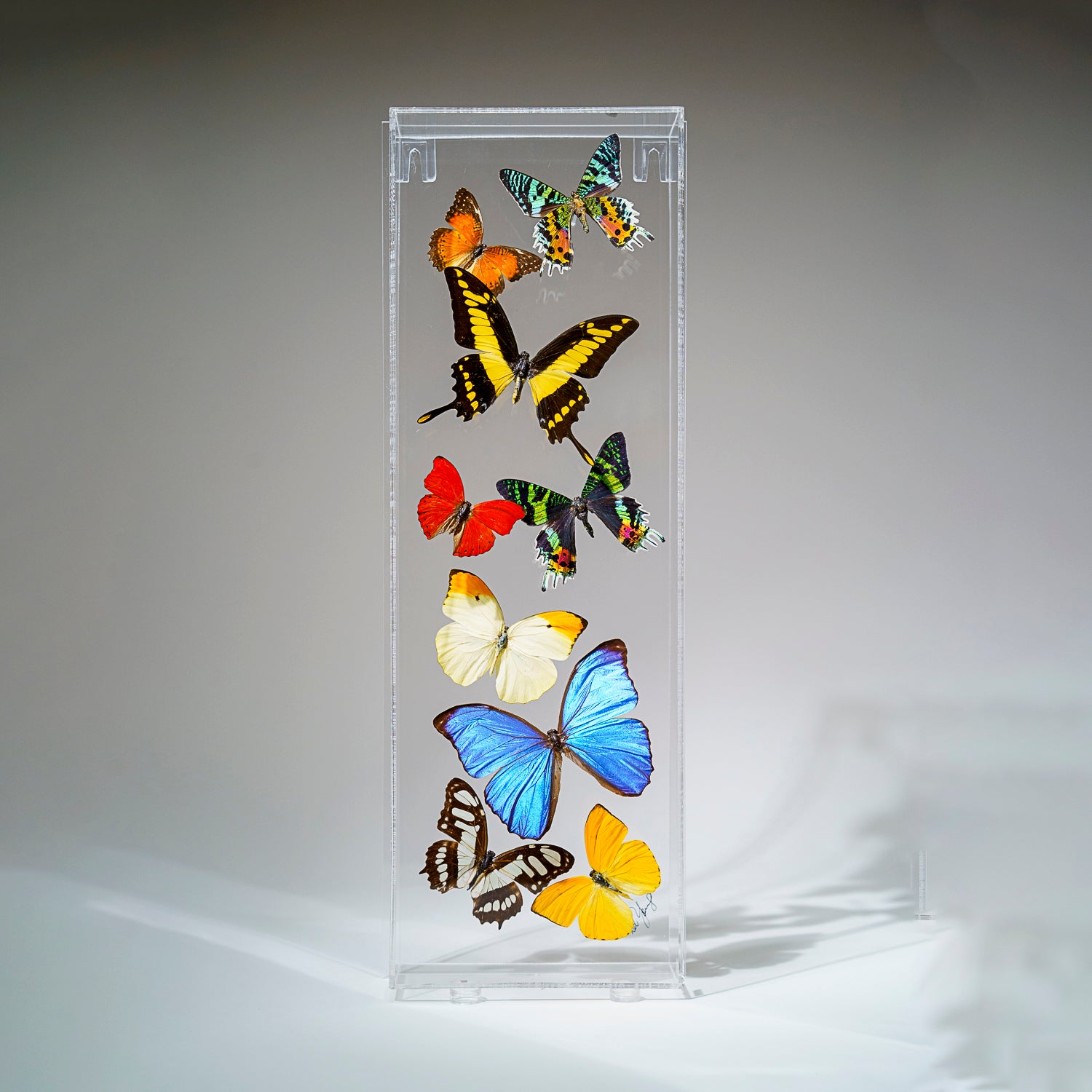 9 Genuine Butterflies in Vertical Acrylic Shadow Box