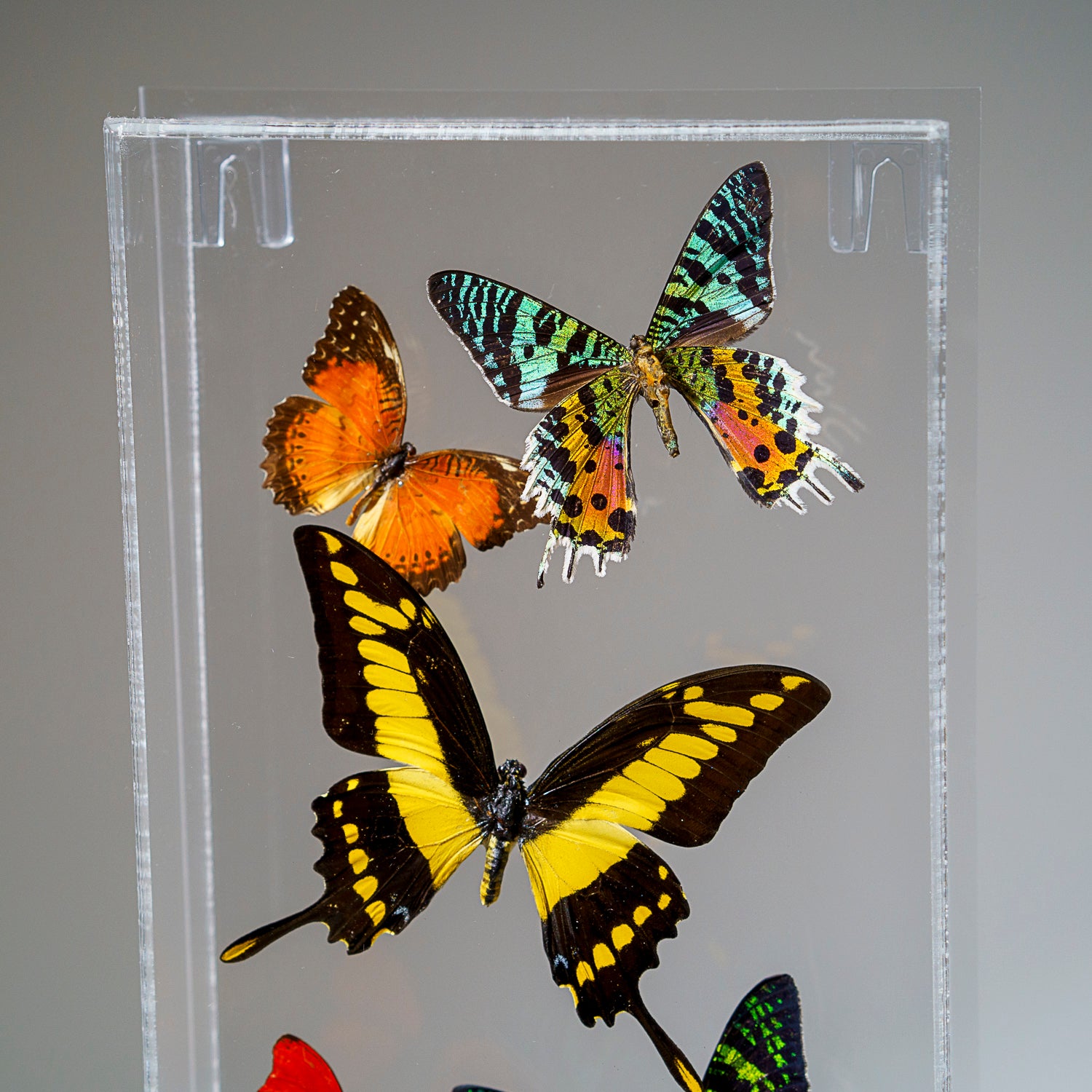 9 Genuine Butterflies in Vertical Acrylic Shadow Box