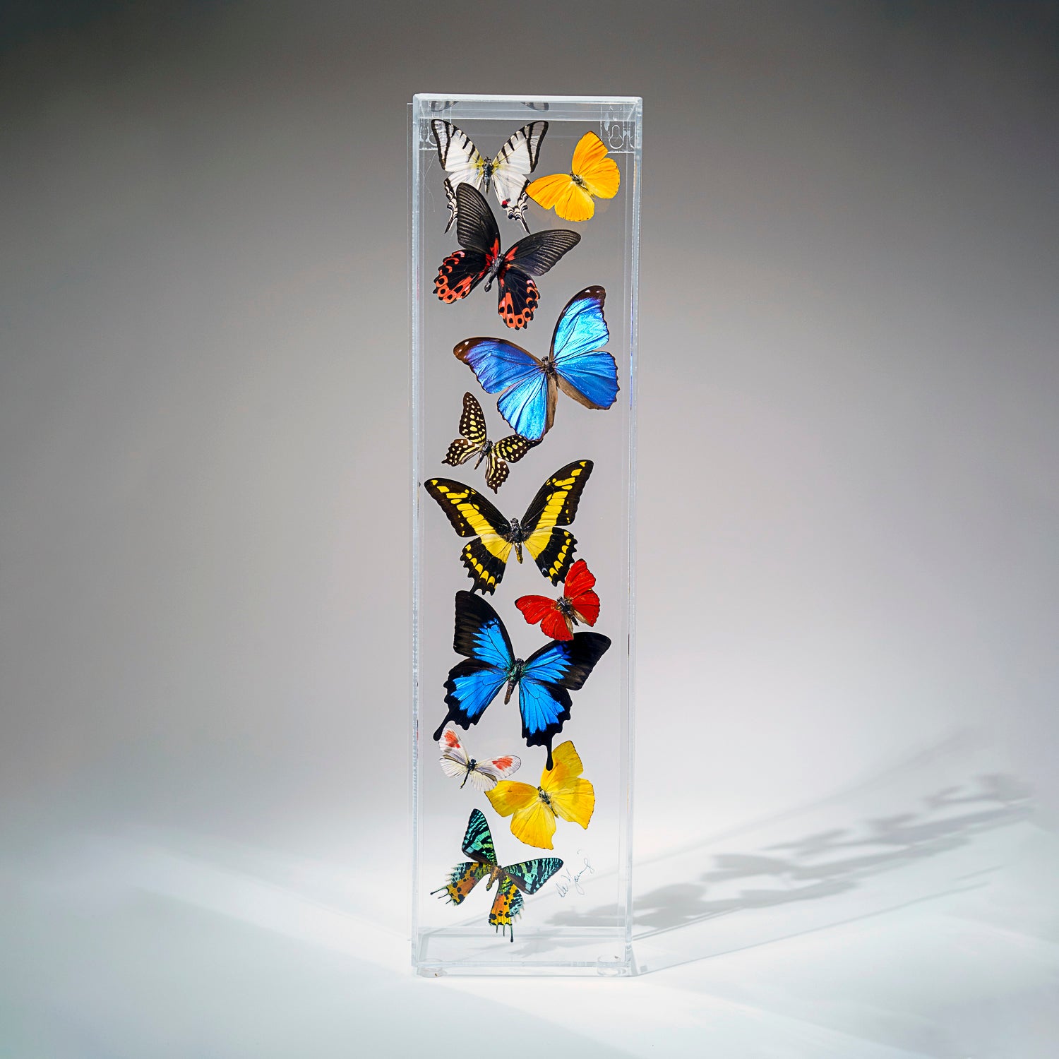 11 Genuine Butterflies in Vertical Acrylic Shadow Box