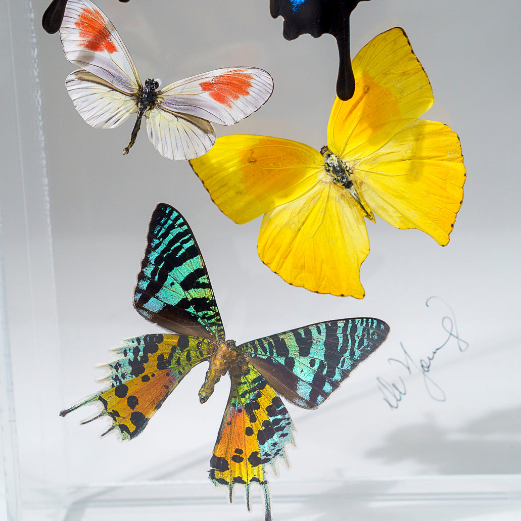 Butterfly factory display shadow box