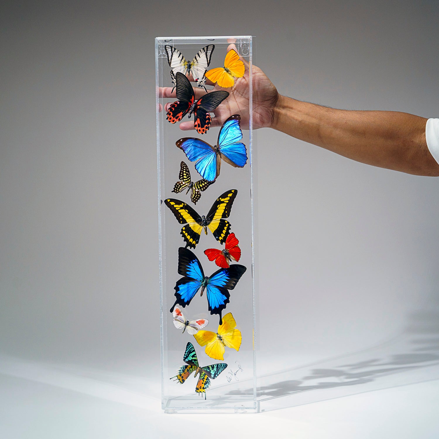 11 Genuine Butterflies in Vertical Acrylic Shadow Box