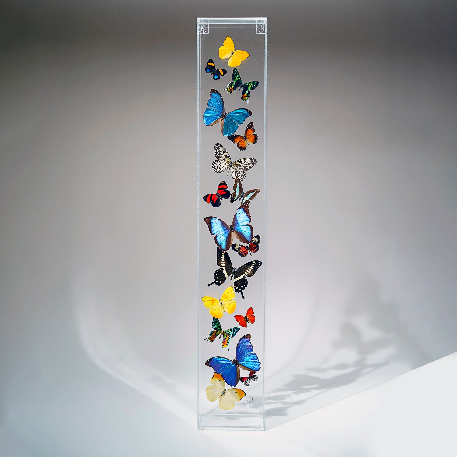 17 Genuine Butterflies in Vertical Acrylic Shadow Box