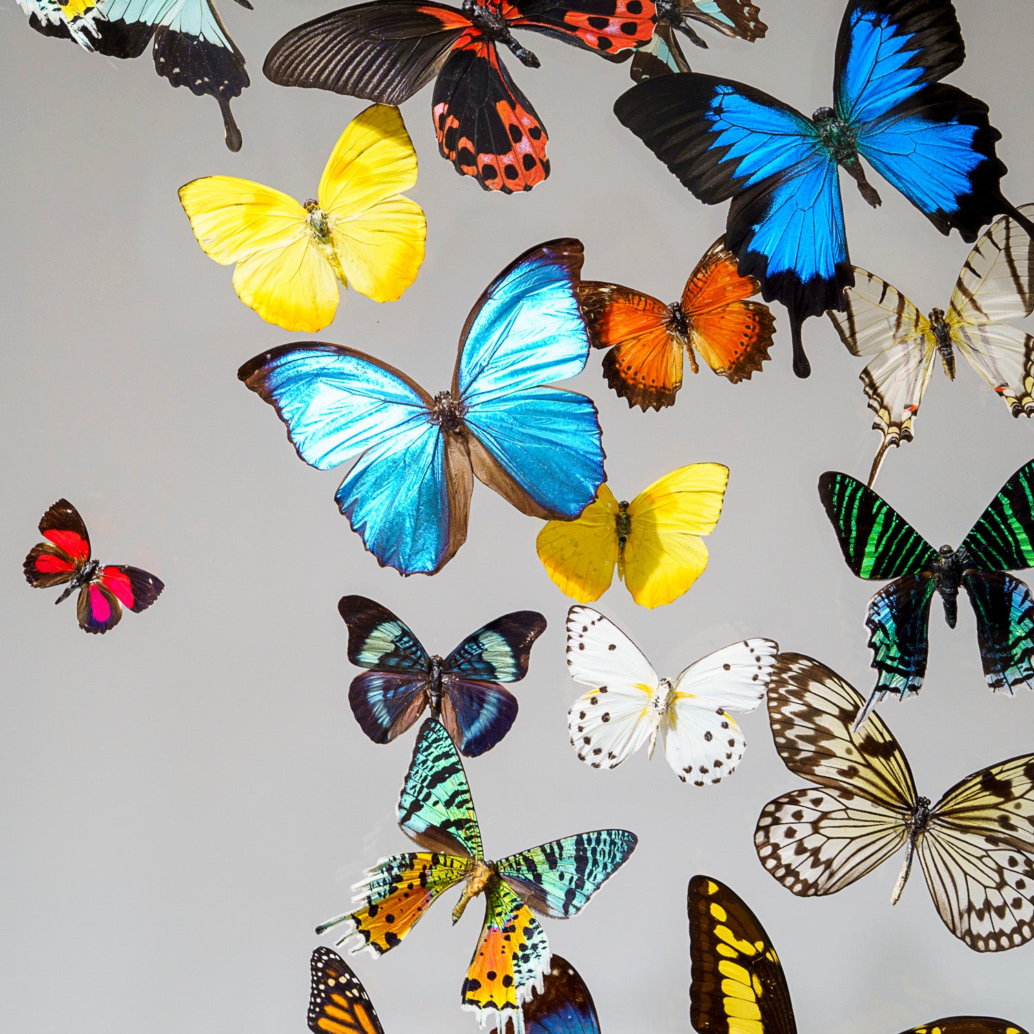 25 Genuine Butterflies in Acrylic Shadow Box