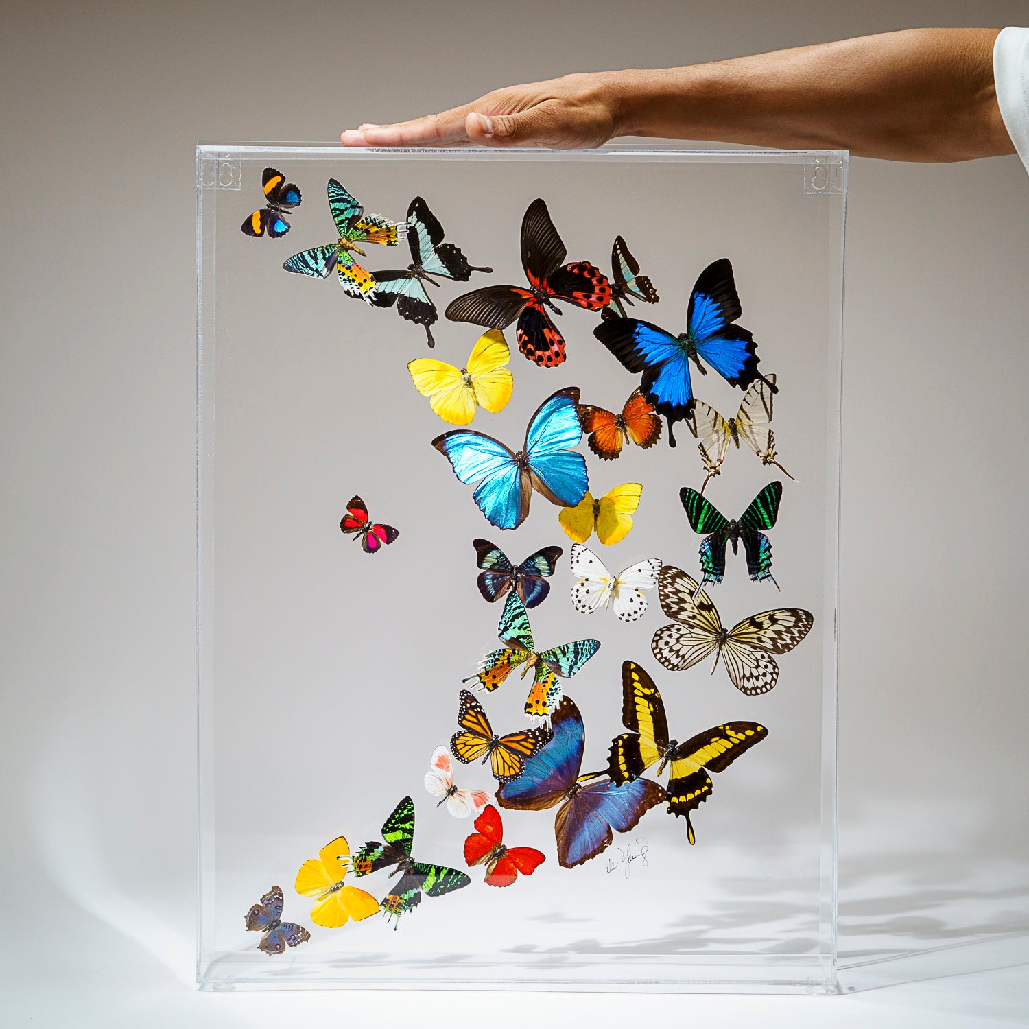 25 Genuine Butterflies in Acrylic Shadow Box