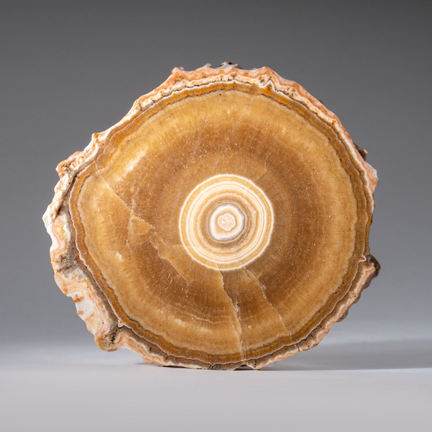 Genuine Aragonite Stalactite Slice from Mexico (259.3 grams)