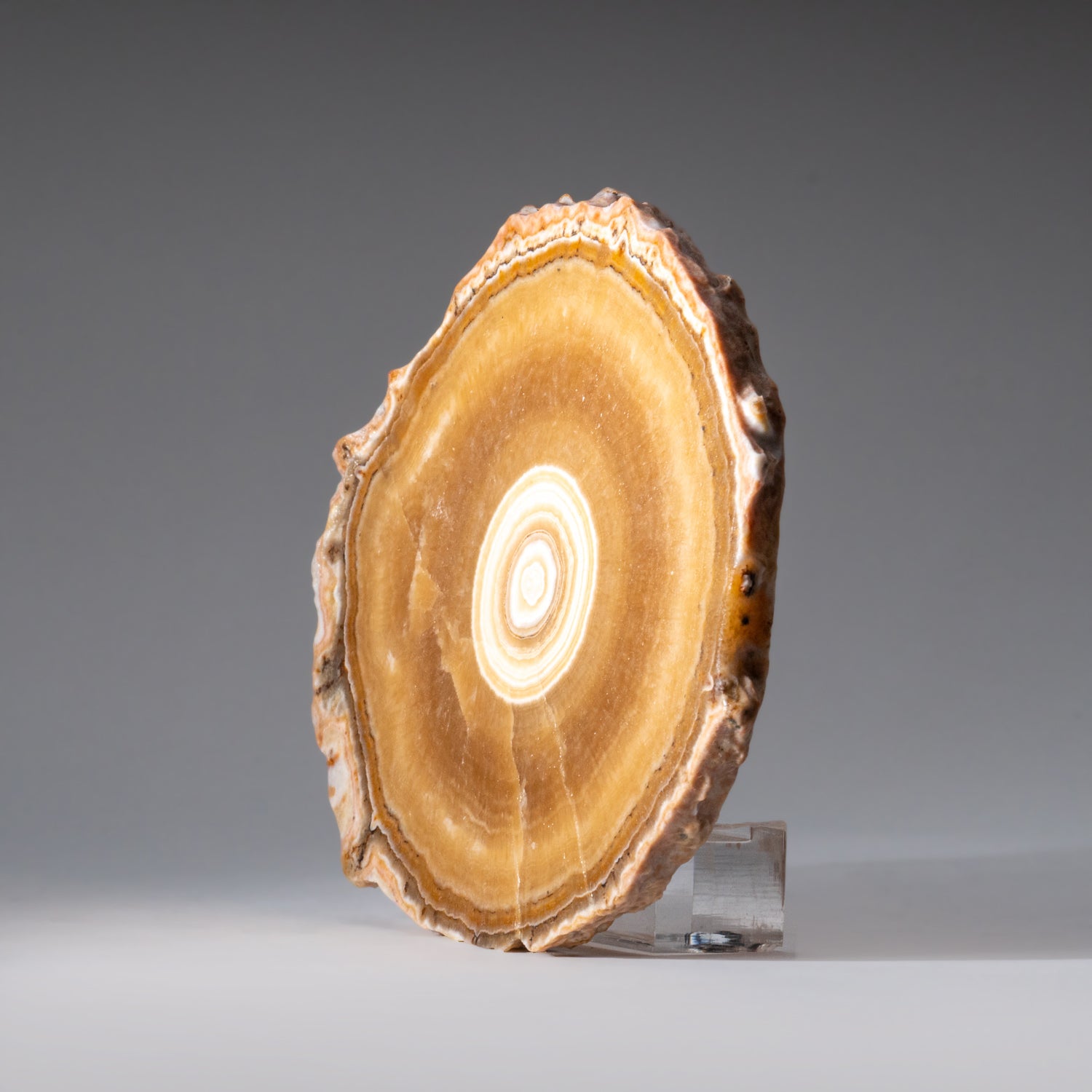 Genuine Aragonite Stalactite Slice from Mexico (259.3 grams)