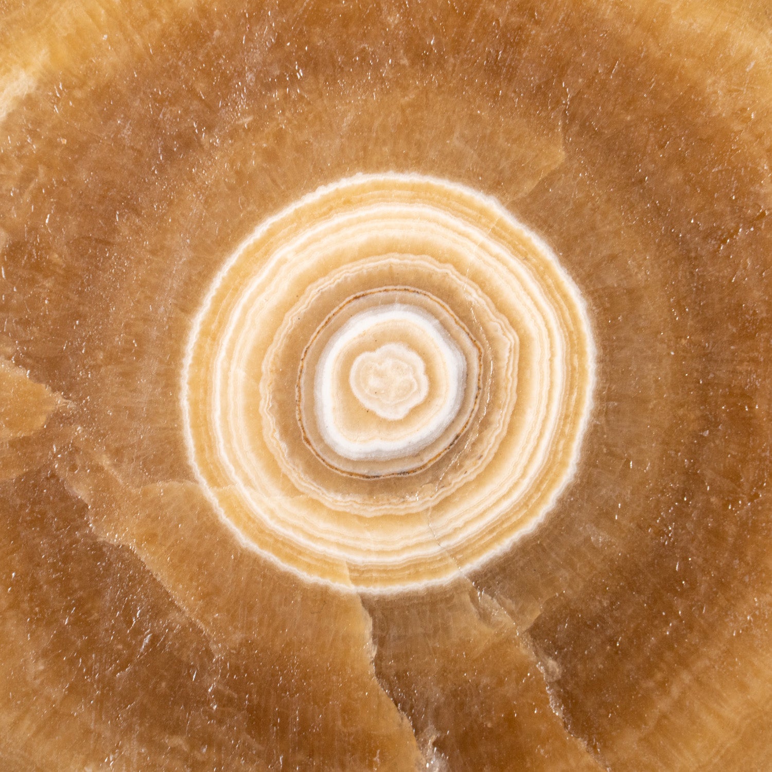 Genuine Aragonite Stalactite Slice from Mexico (259.3 grams)