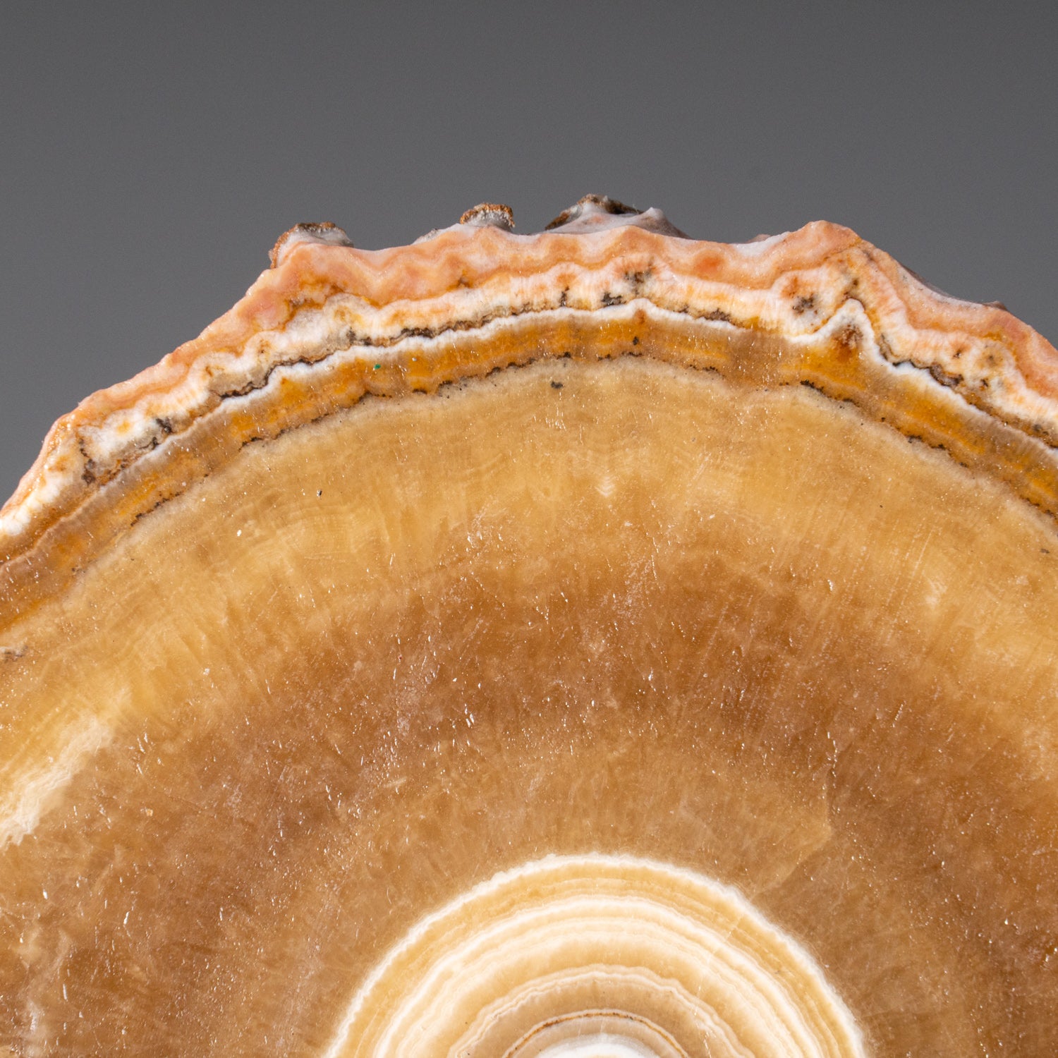 Genuine Aragonite Stalactite Slice from Mexico (259.3 grams)