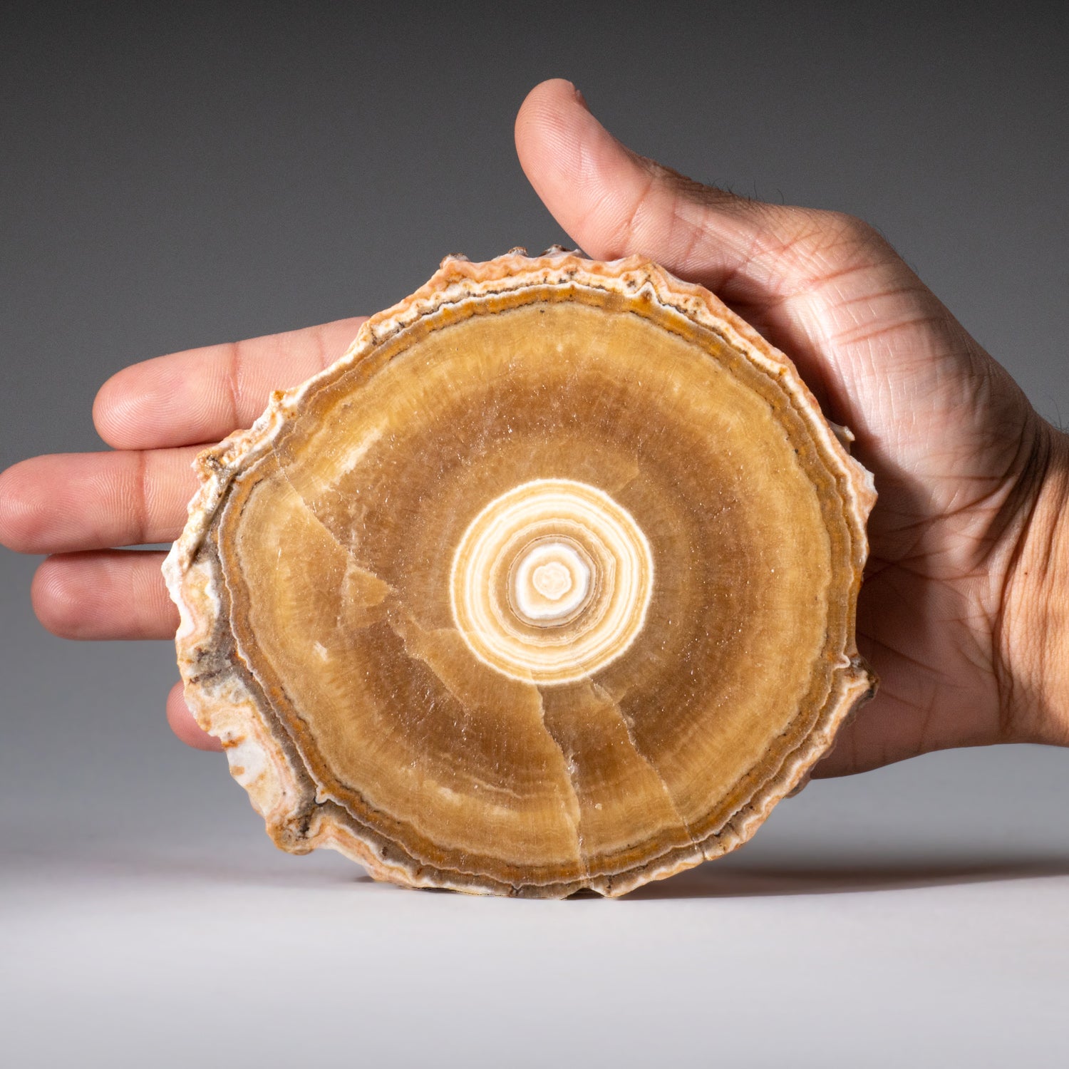 Genuine Aragonite Stalactite Slice from Mexico (259.3 grams)