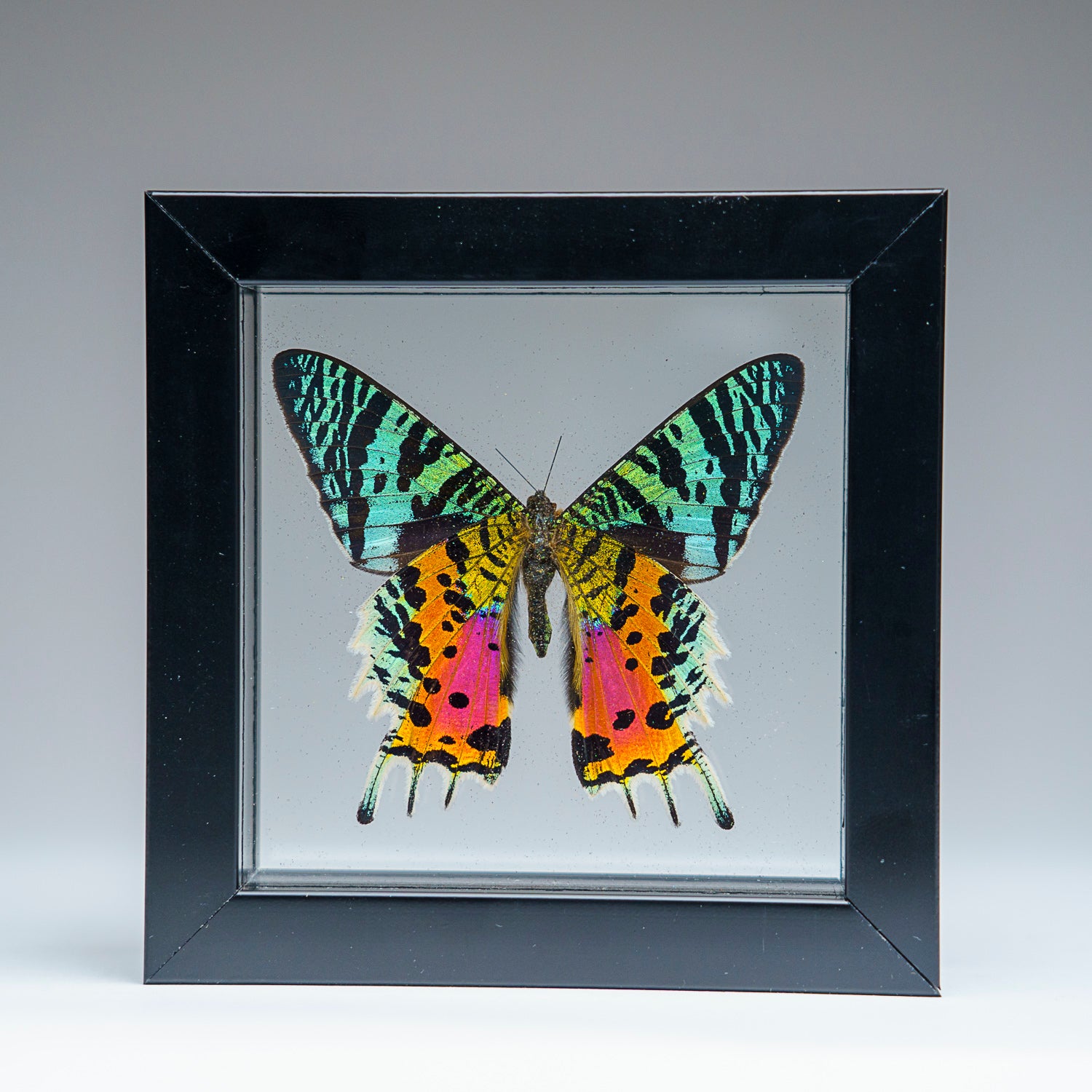 Single Genuine Uraniide Butterfly in Black Display Frame