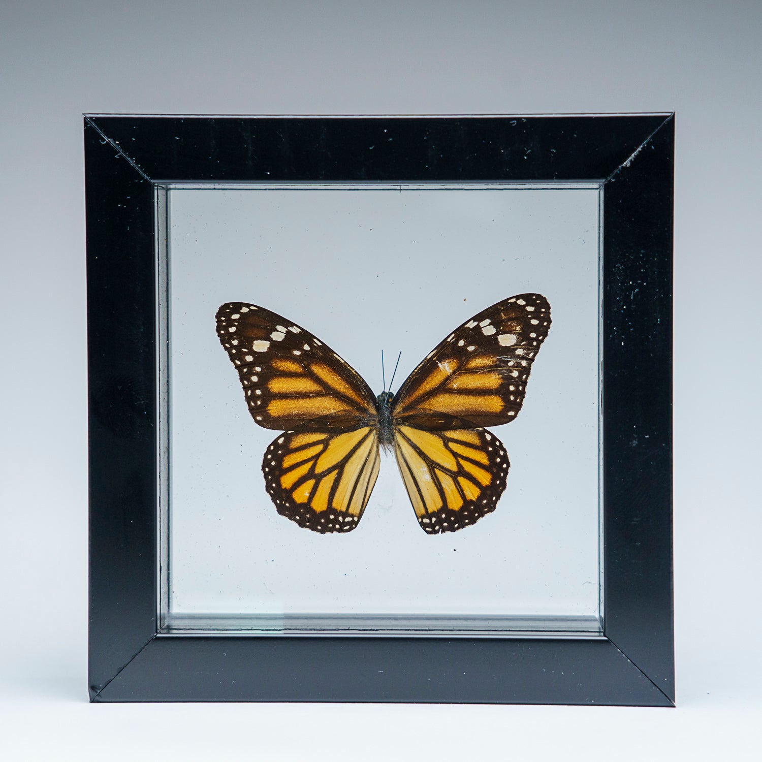 Single Genuine Danaus Plexippus in Black Display Frame