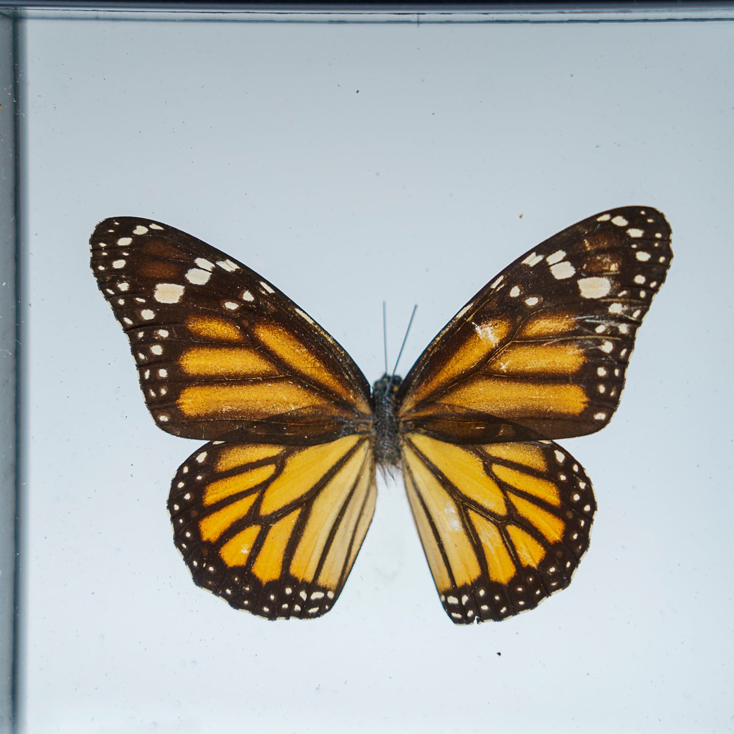 Single Genuine Danaus Plexippus in Black Display Frame