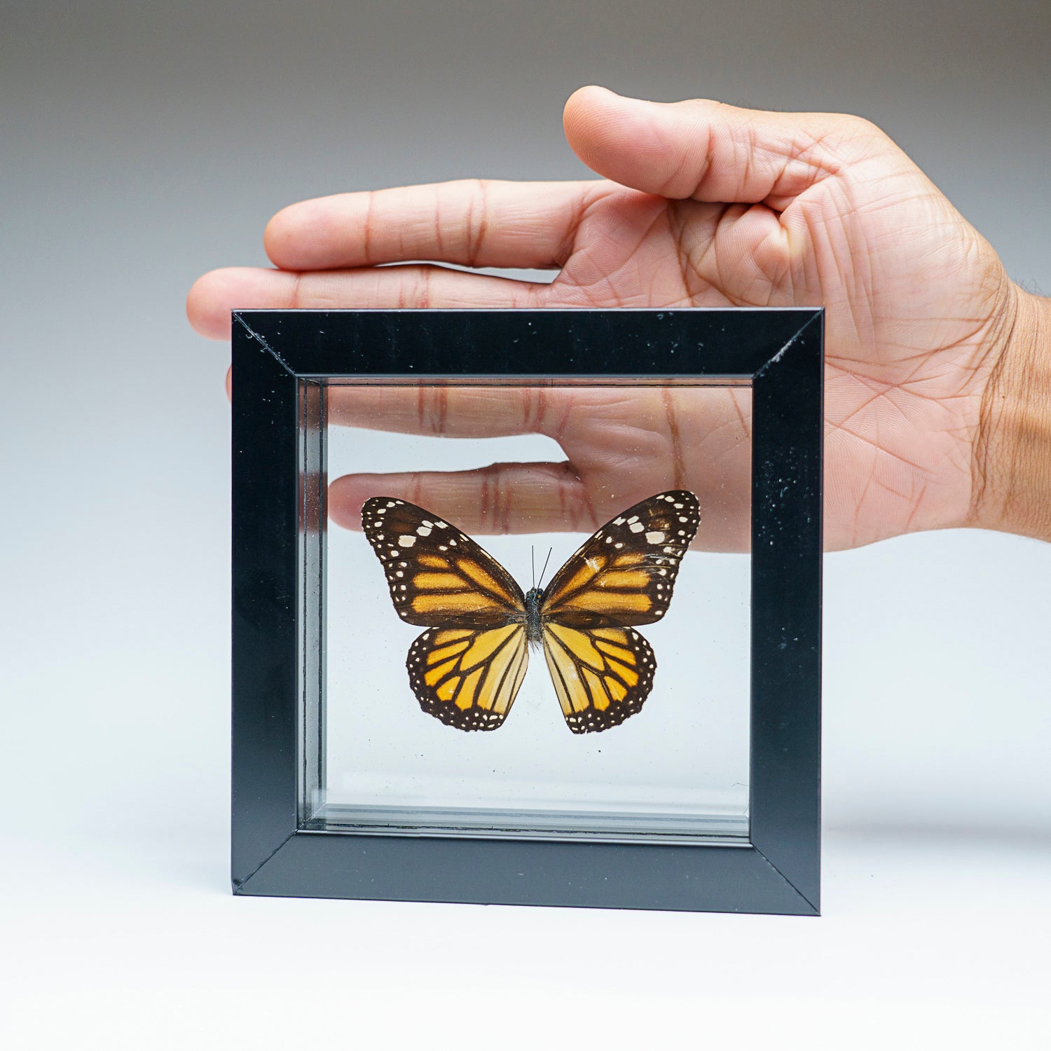 Single Genuine Danaus Plexippus in Black Display Frame