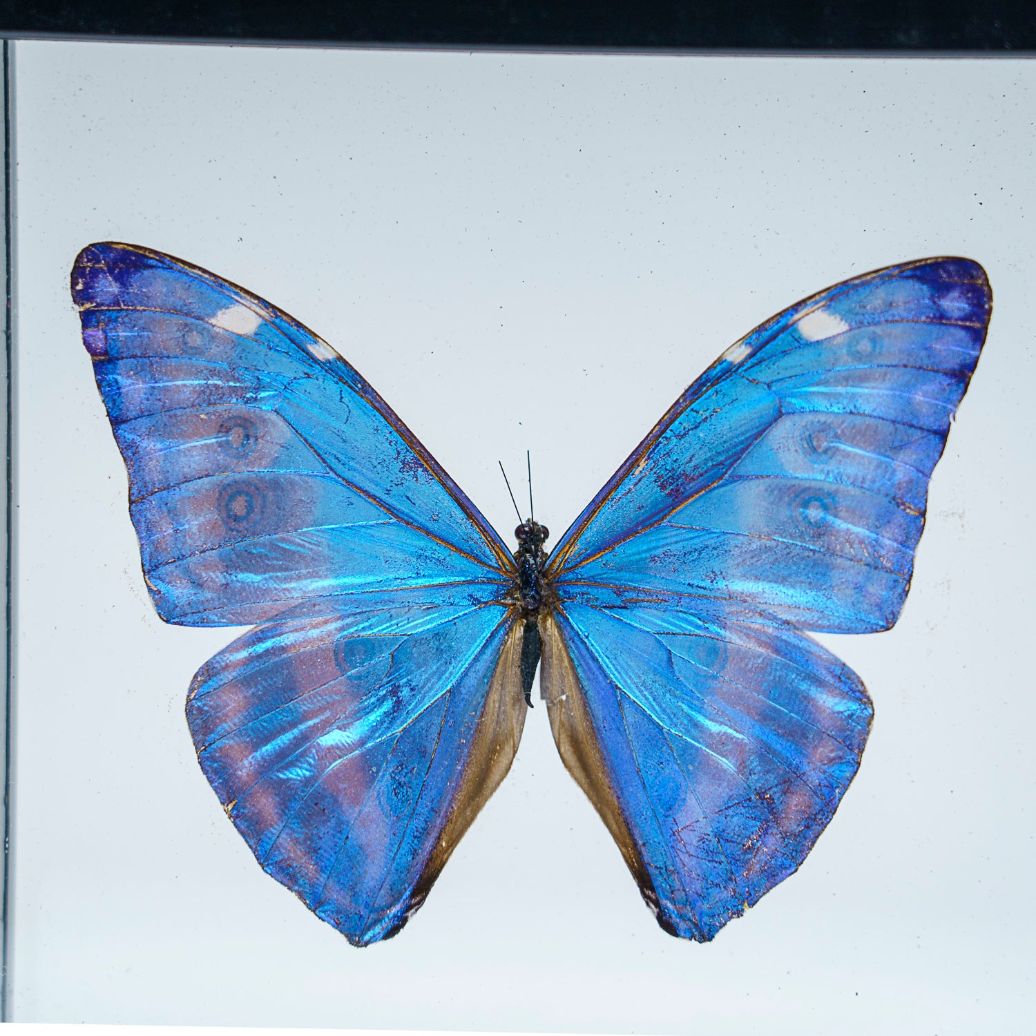 Single Genuine Morpho Didius in Black Display Frame