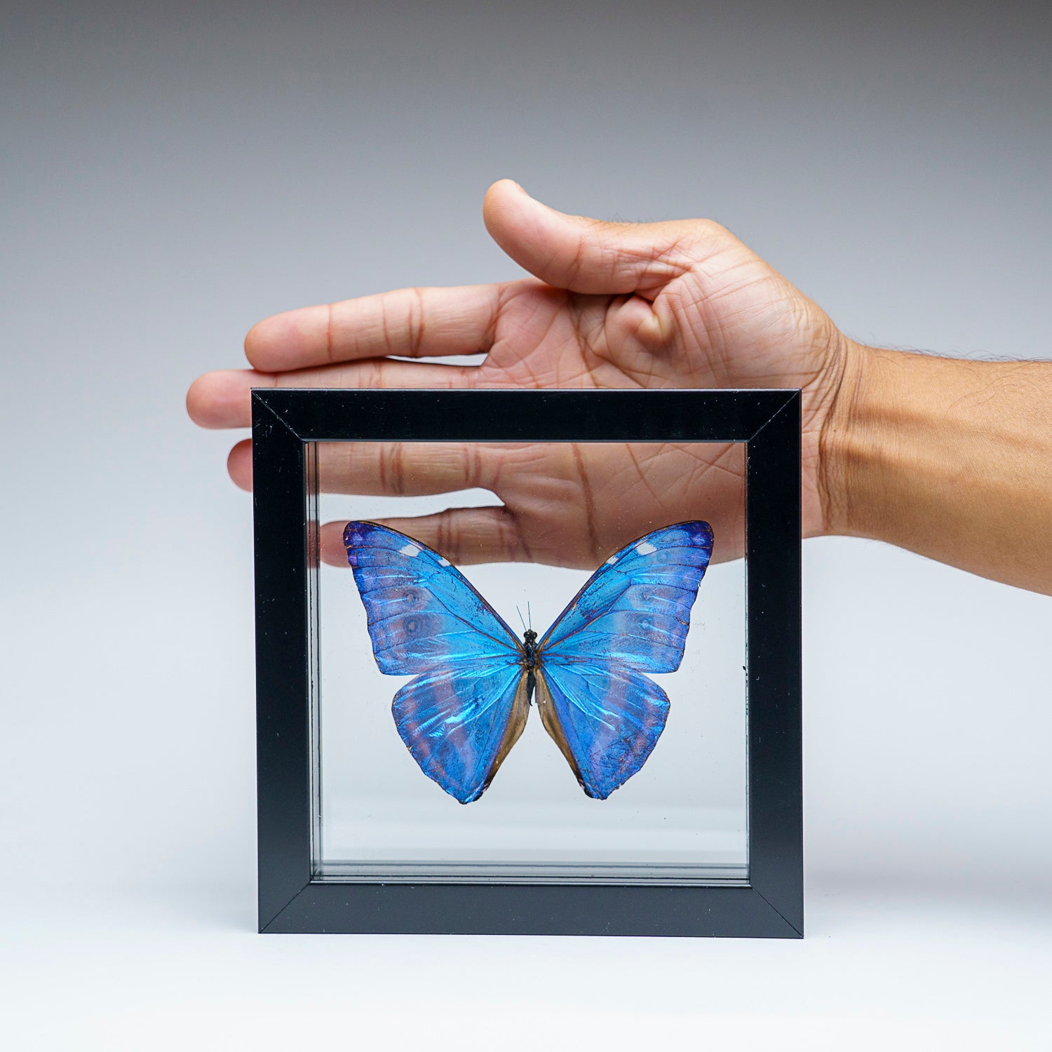 Single Genuine Morpho Didius in Black Display Frame