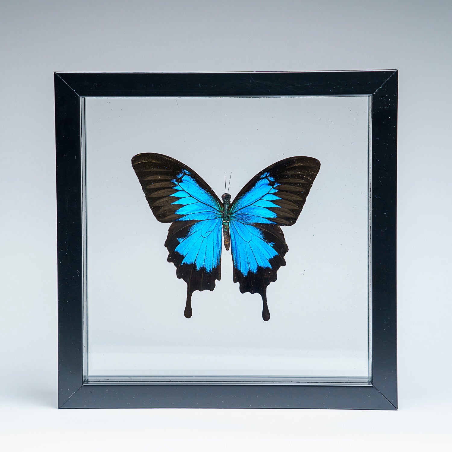 Single Genuine Blue Papilionidae Butterfly in Black Display Frame