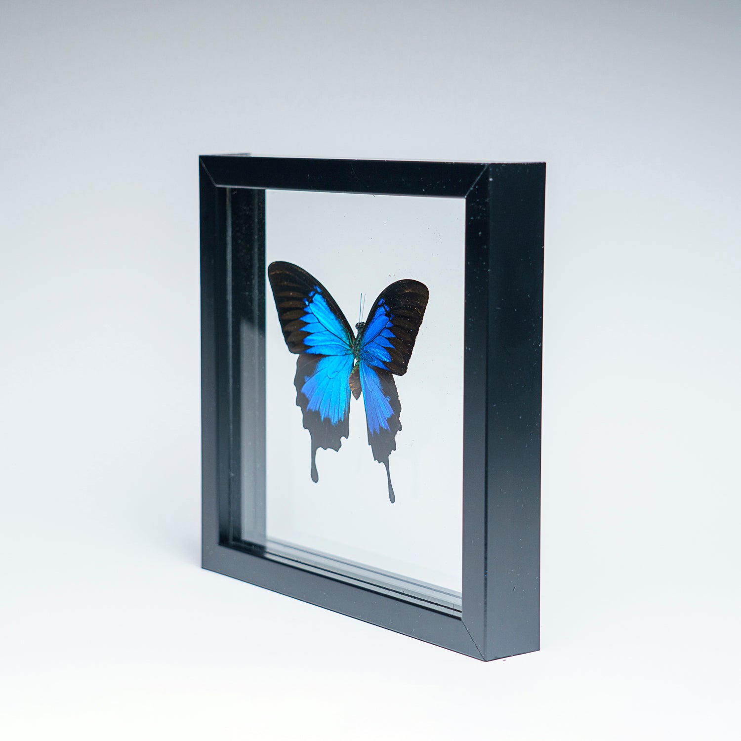 Single Genuine Blue Papilionidae Butterfly in Black Display Frame