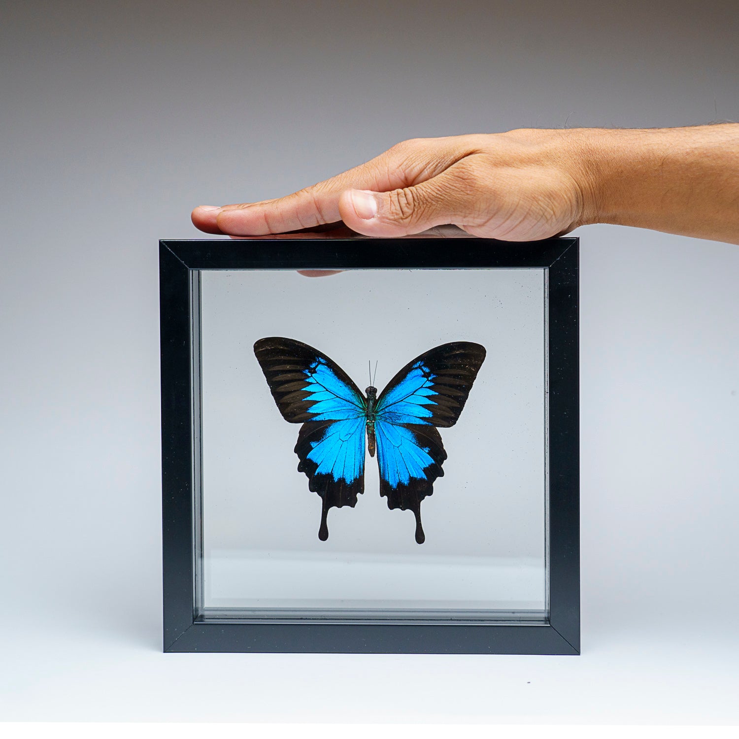 Single Genuine Blue Papilionidae Butterfly in Black Display Frame