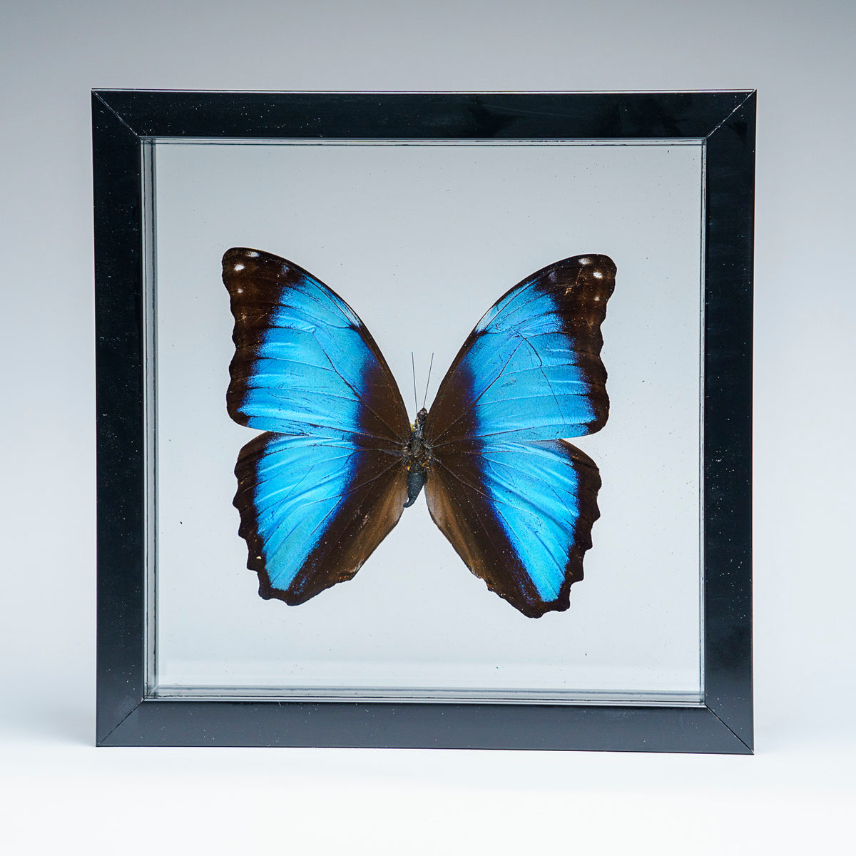 Genuine Single Morpho Achilles Butterfly in Black Display Frame — Astro ...