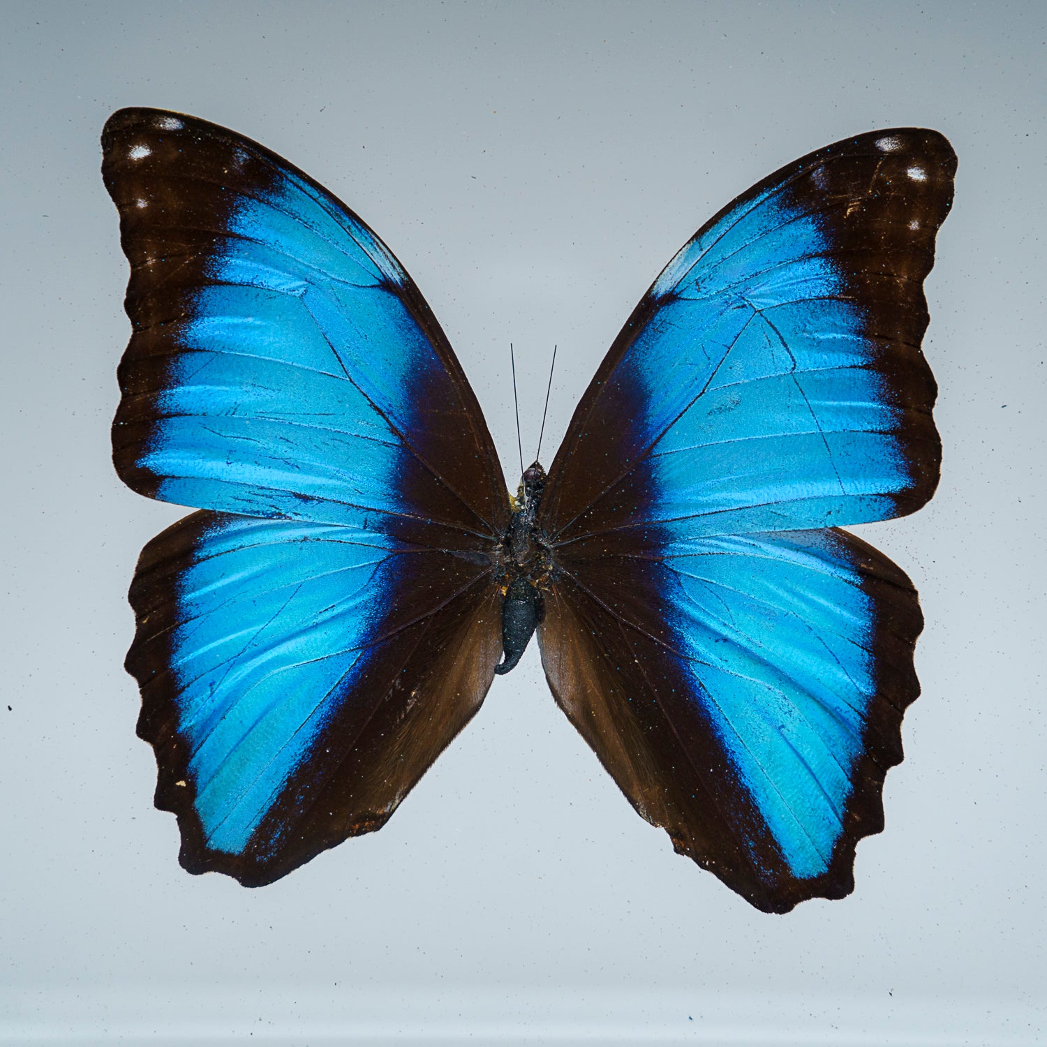 Genuine Single Morpho Achilles Butterfly in Black Display Frame