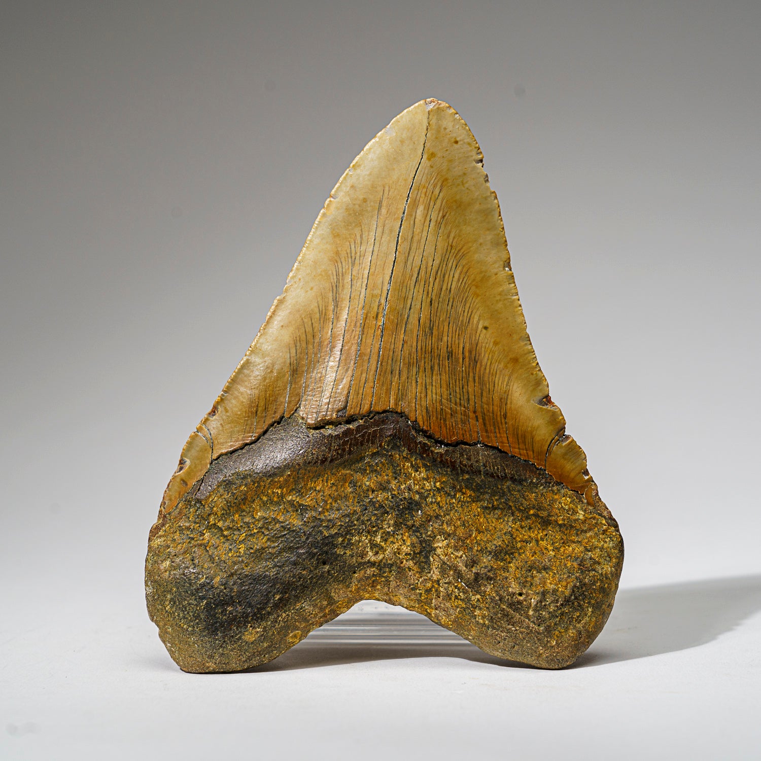 Genuine Megalodon Shark Tooth in Display Box (414 grams)