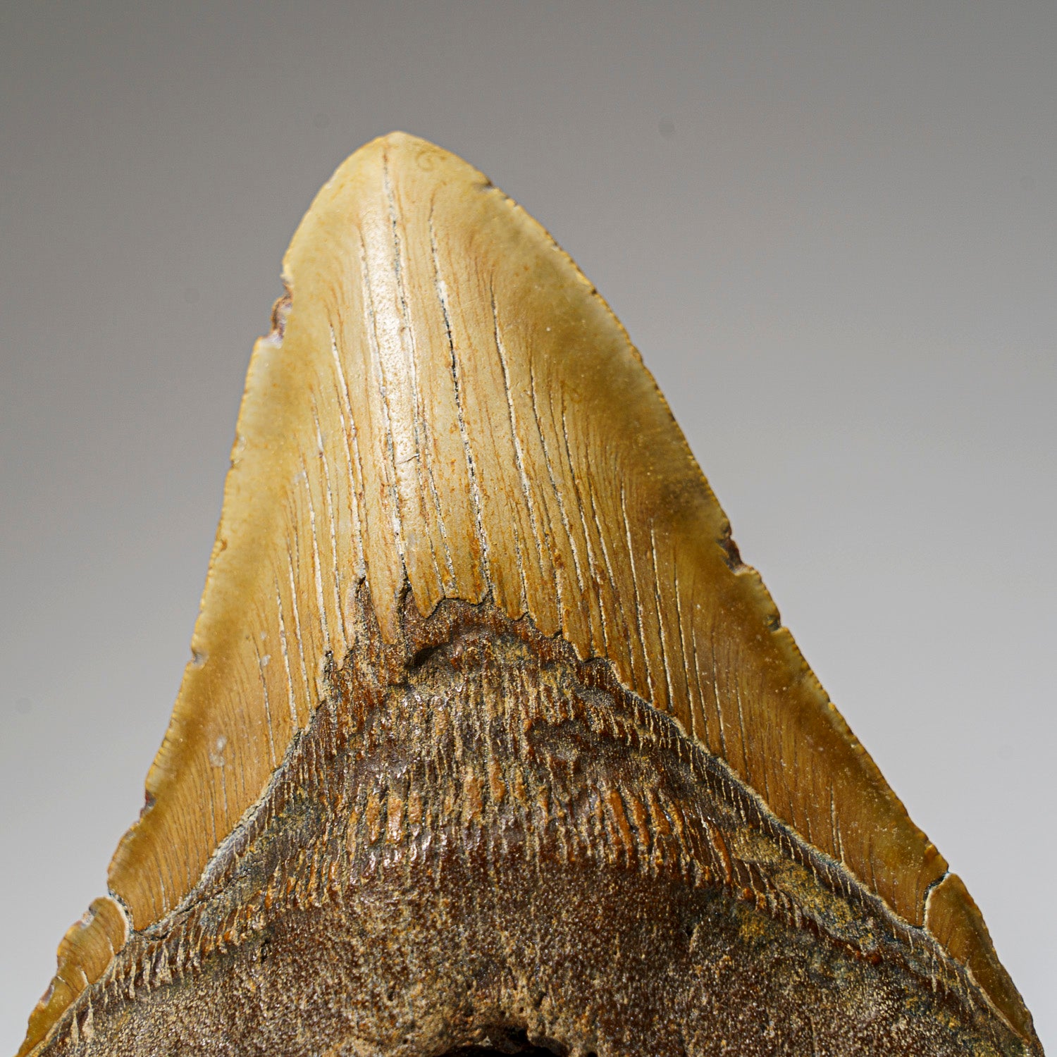 Genuine Megalodon Shark Tooth in Display Box (414 grams)