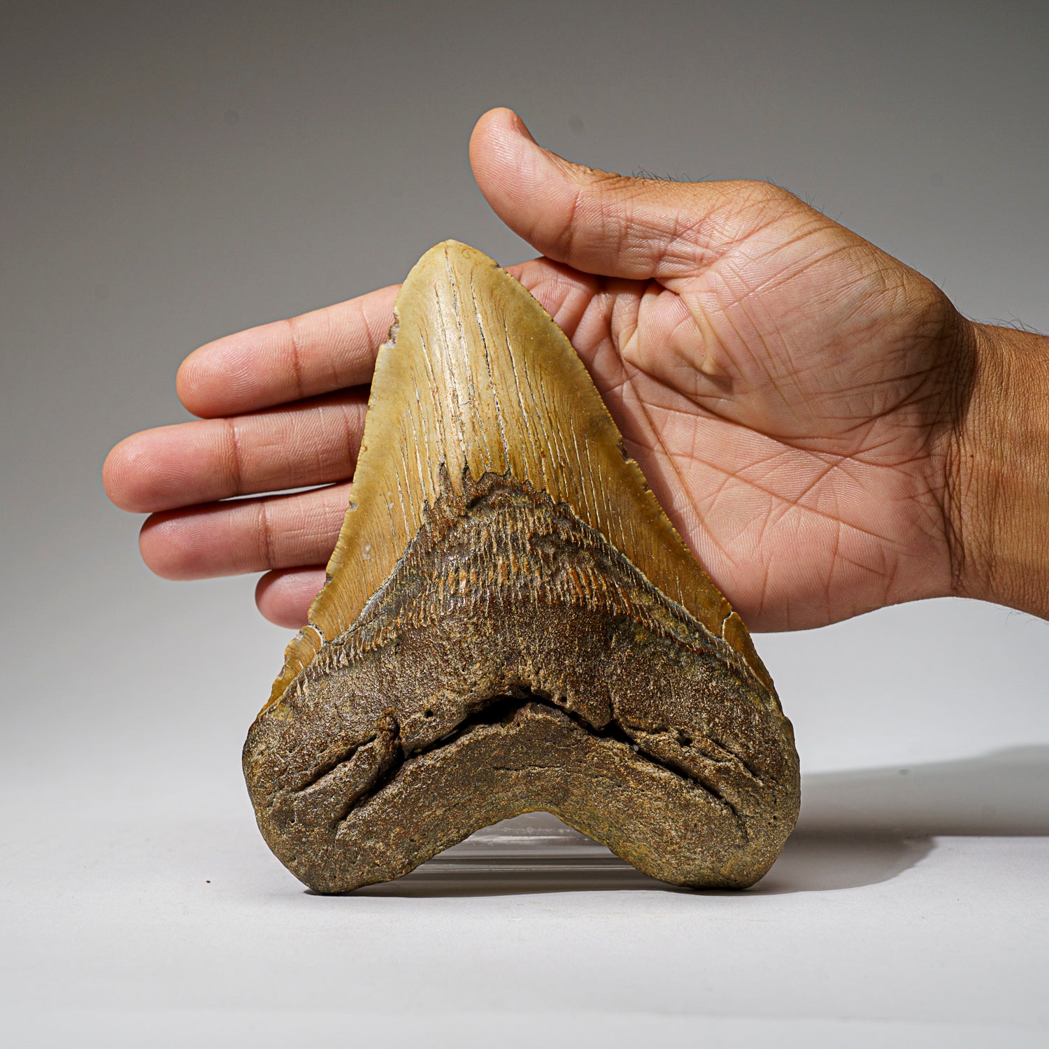 Genuine Megalodon Shark Tooth in Display Box (414 grams)