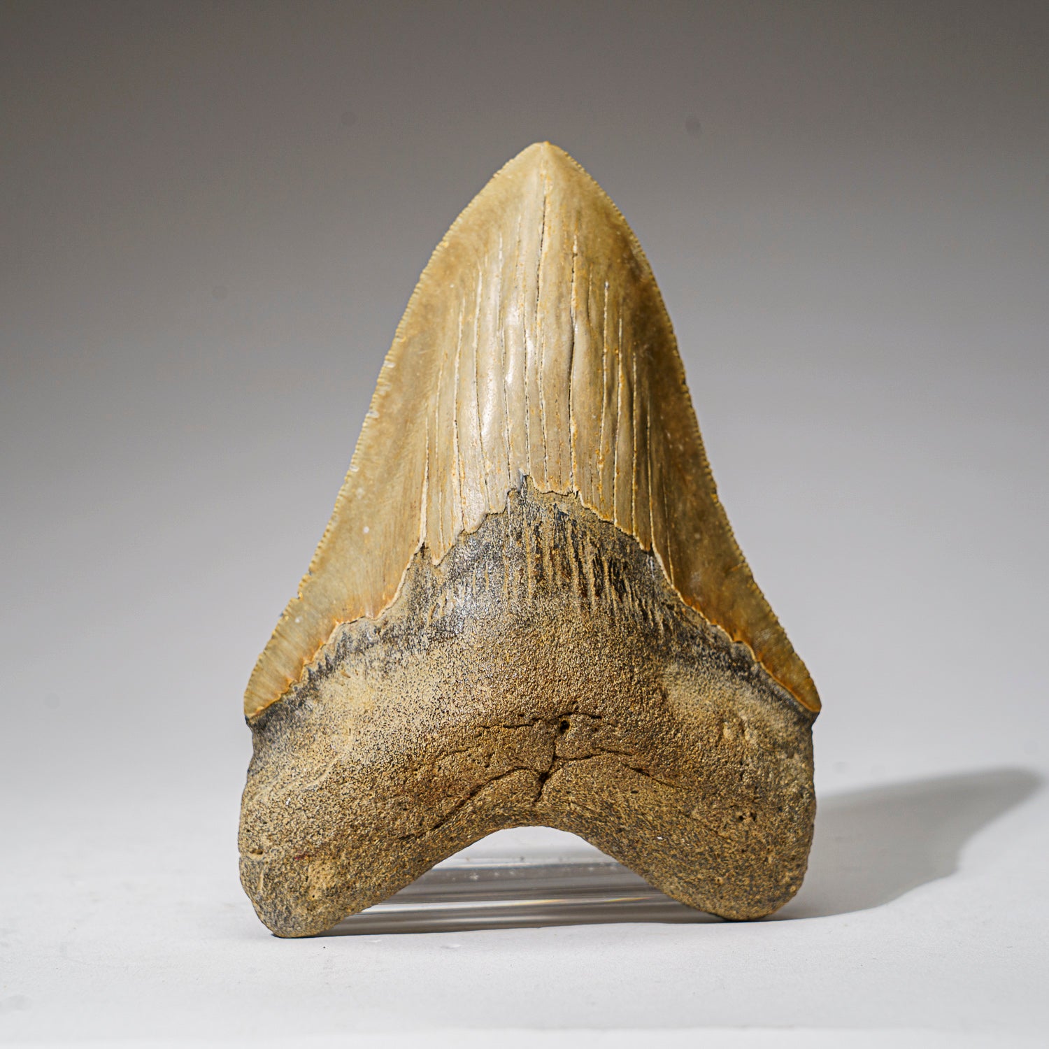 Genuine Megalodon Shark Tooth in Display Box (308 grams)