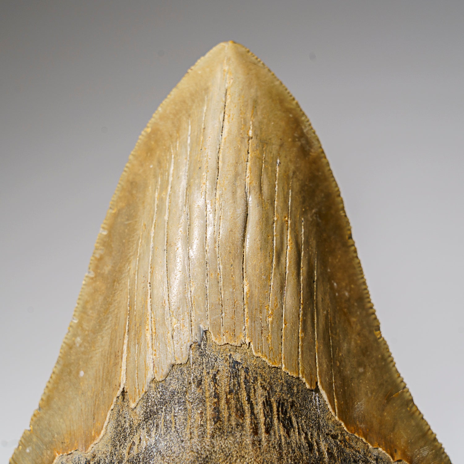 Genuine Megalodon Shark Tooth in Display Box (308 grams)