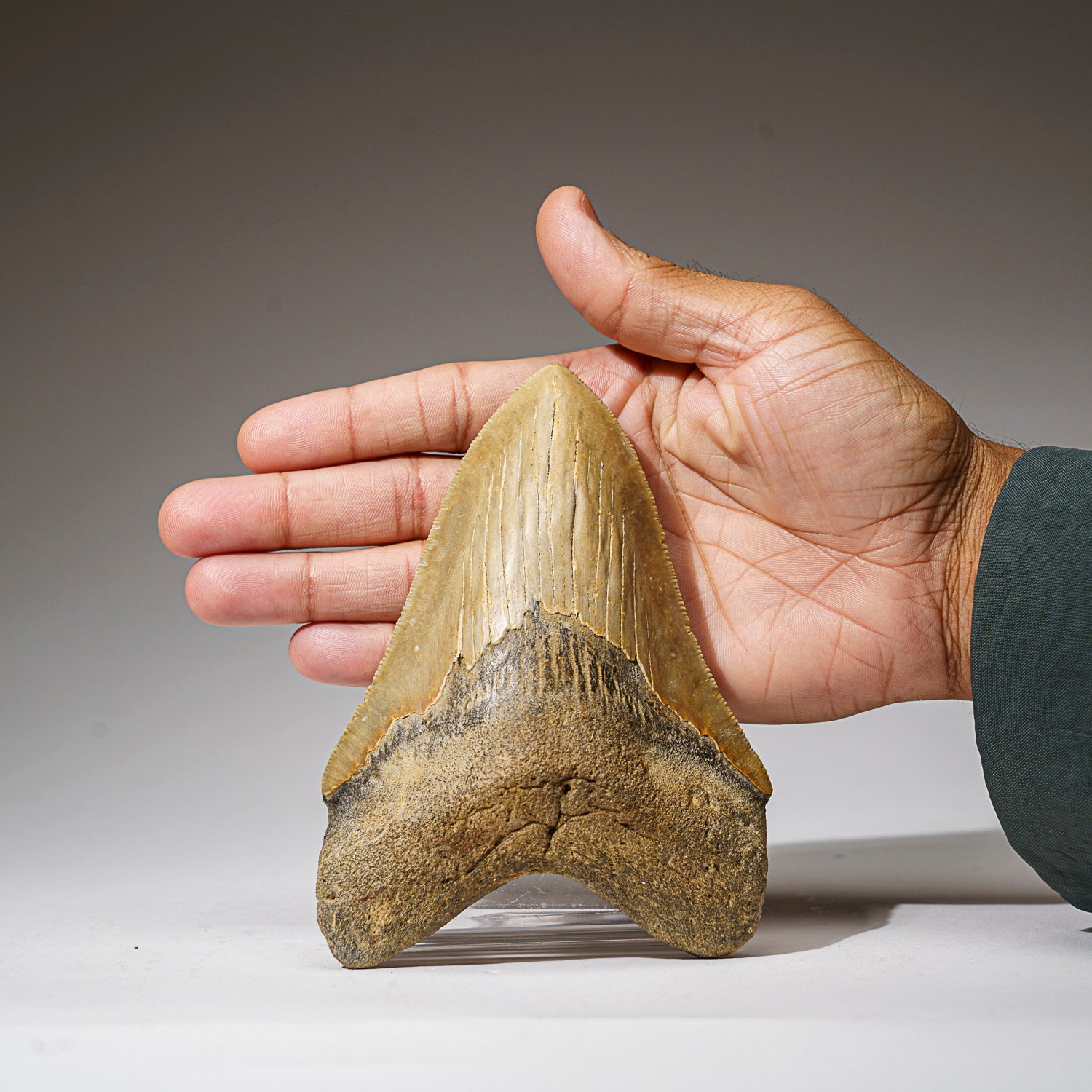 Genuine Megalodon Shark Tooth in Display Box (308 grams)