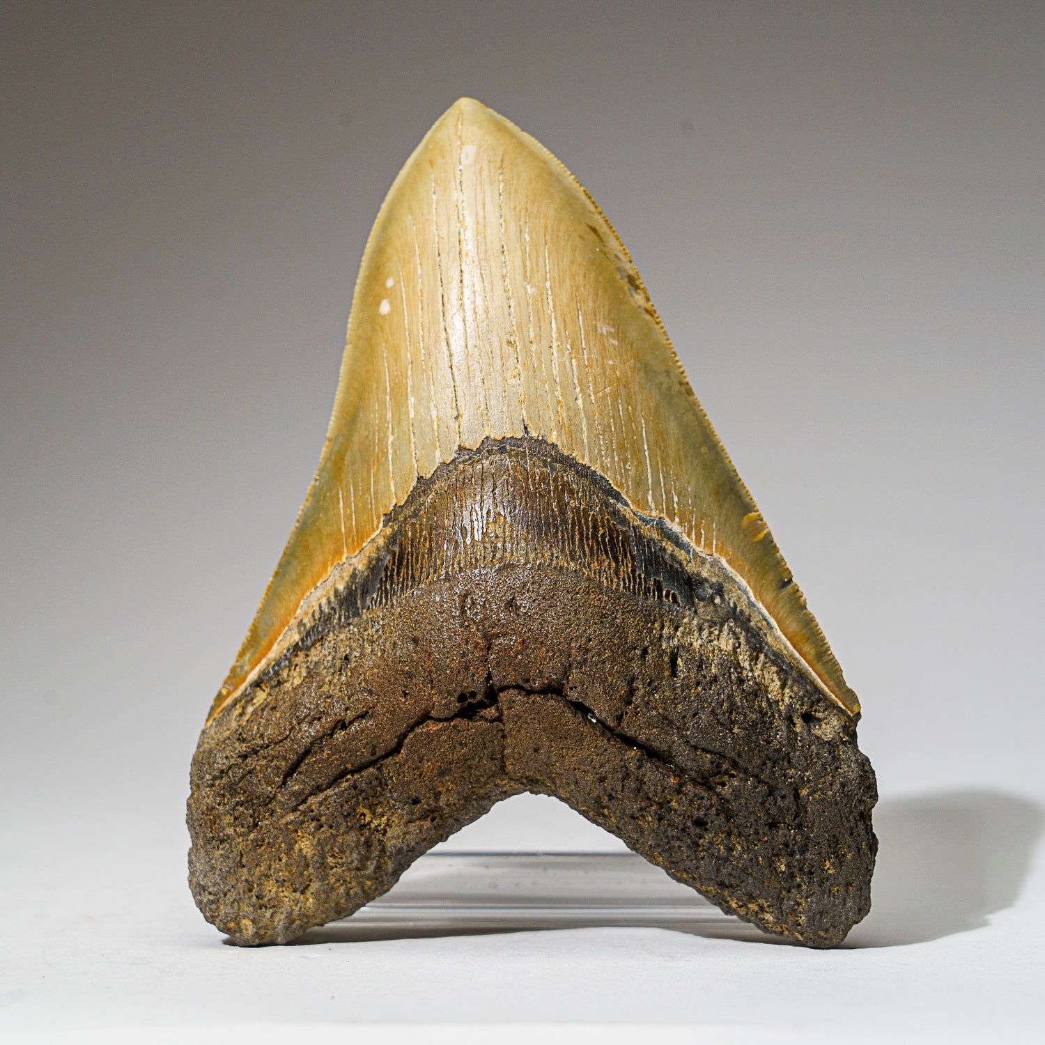 Genuine Megalodon Shark Tooth in Display Box (330.8 grams)