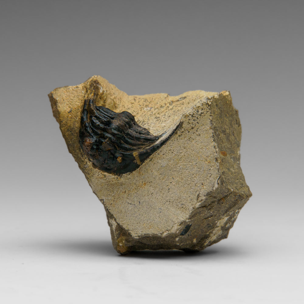 Genuine Hollardops Trilobite Fossil from Ofaten, Morocco (224 grams)