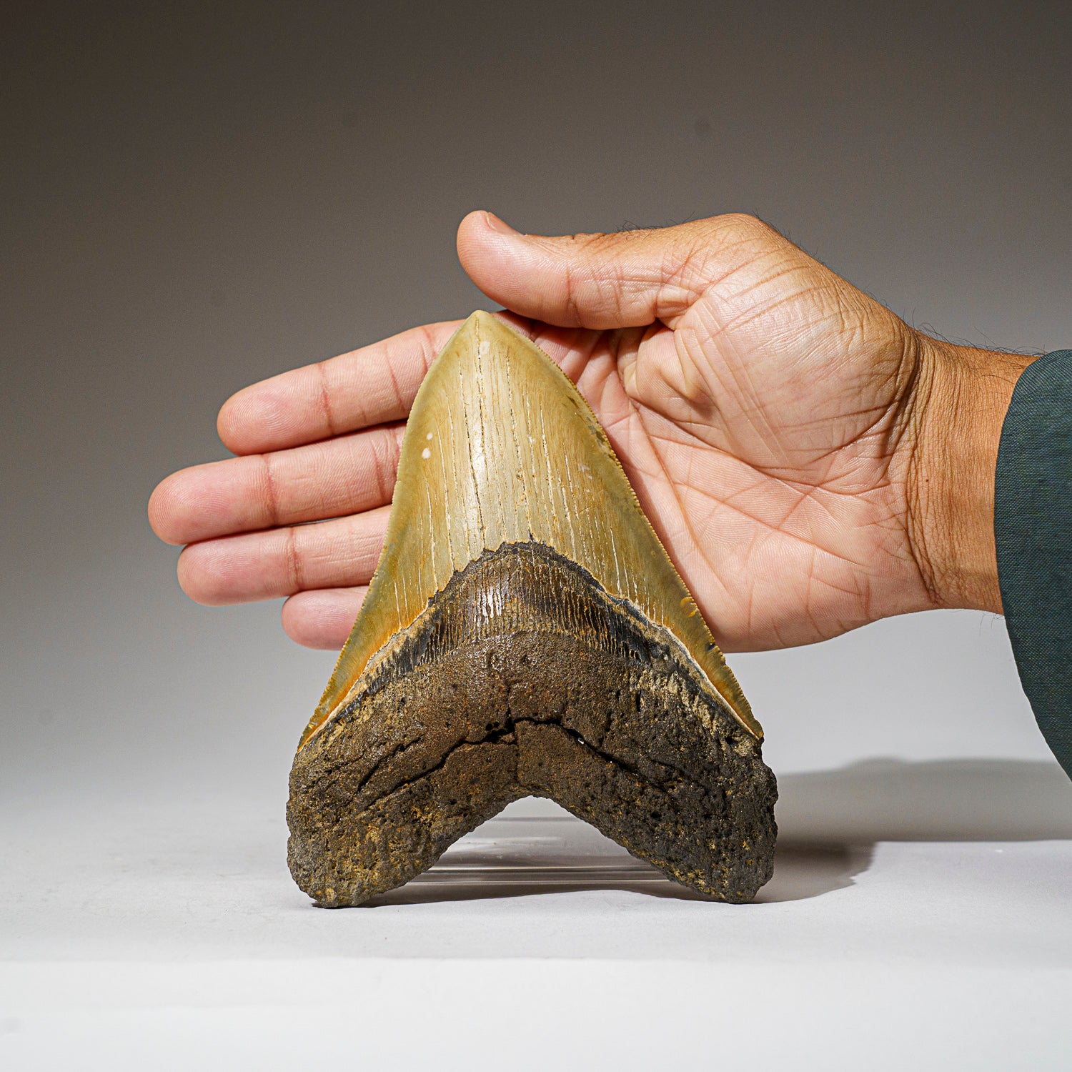 Genuine Megalodon Shark Tooth in Display Box (330.8 grams)